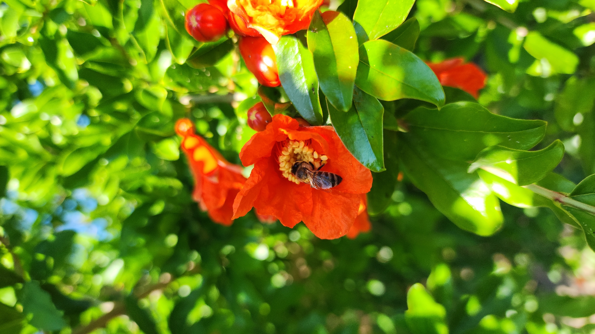 In Baghramyan, Armenia, a bee is captured in sharp focus as it forages within an orange pomegranate flower. The bee, with its striped abdomen and visible legs, is positioned in the center of the flower, surrounded by bright yellow stamens. The flower, a vibrant orange, is open and showcases its delicate petals. Lush green leaves and more unfocused orange flowers create a verdant backdrop. Sunlight dapples through the foliage, illuminating some leaves with bright highlights. Several small, red pomegranate buds are also visible, hinting at future fruit. The scene is a close-up of nature's processes, highlighting pollination in a garden setting.