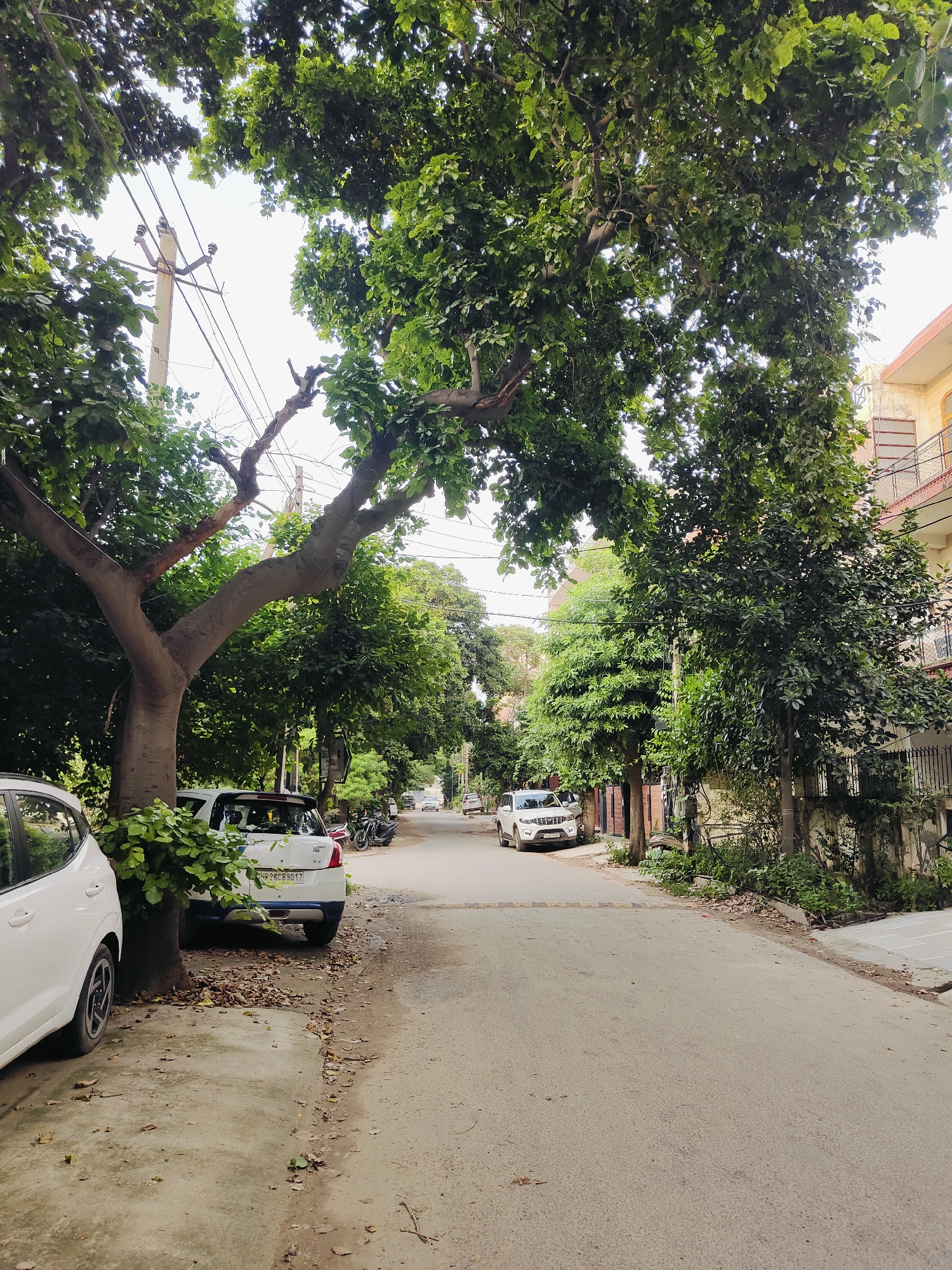 The image depicts a street scene in Gurgaon, India, characterized by lush green trees lining both sides of the road. The road itself is paved and appears to be a residential street, with parked cars visible. In the foreground, two white cars are parked on the left side of the road, with one partially obscuring a large tree trunk. The tree's branches extend over the road, creating a canopy of green leaves. Further down the street, other vehicles, including cars and motorcycles, are parked. Buildings are visible on the right side of the street, featuring balconies and windows. Overhead, power lines and utility poles are present, a common sight in urban Indian environments. The overall atmosphere is that of a quiet, tree-lined residential area in Gurgaon.