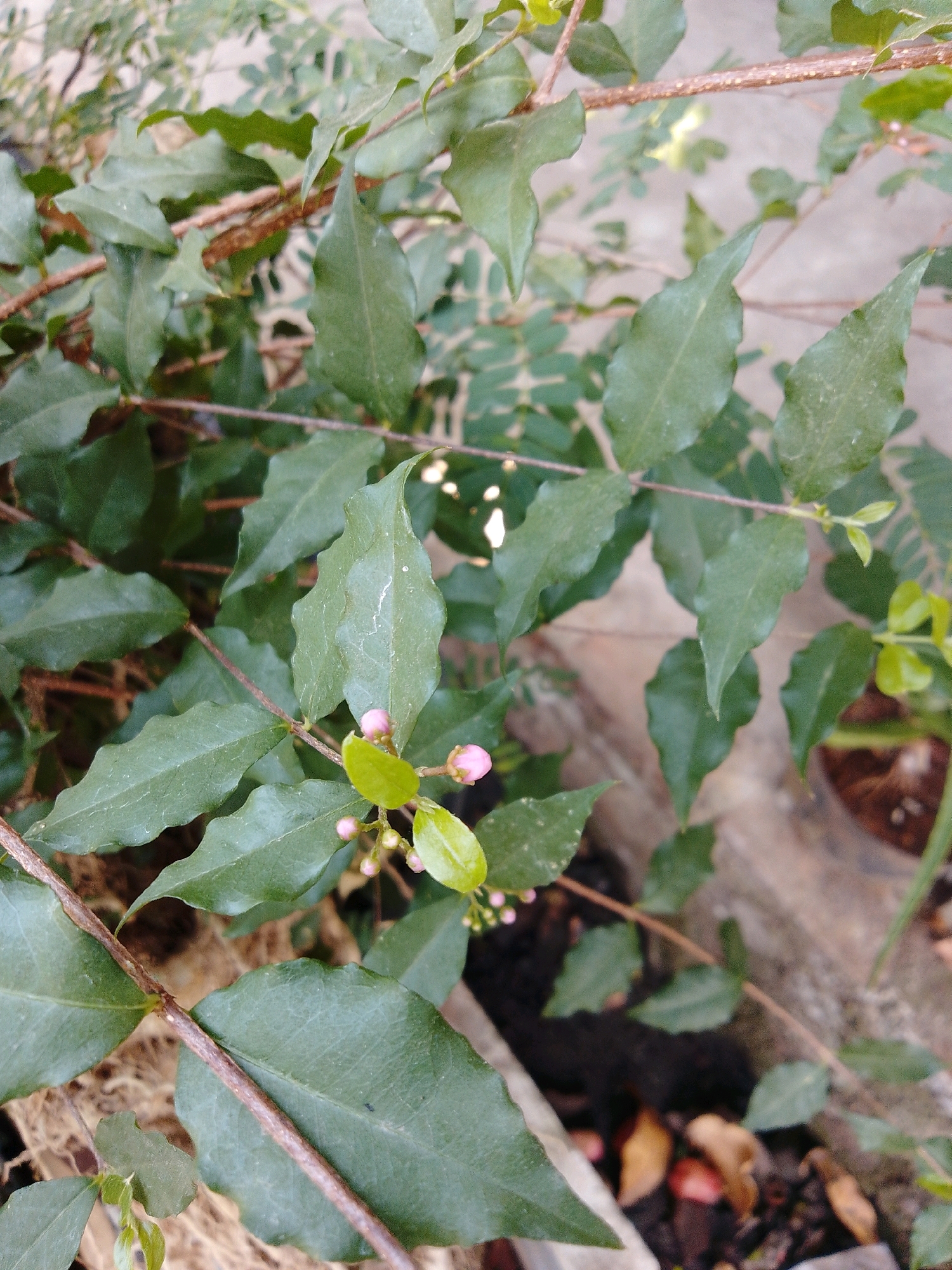 This image depicts a close-up view of a plant with green leaves and small pink flower buds. The plant appears to be growing outdoors, with a blurred background suggesting a natural or garden setting. The lighting is natural, and the focus is sharp on the plant's foliage and developing flowers. The image does not contain any information about the city of Cikal, Indonesia.