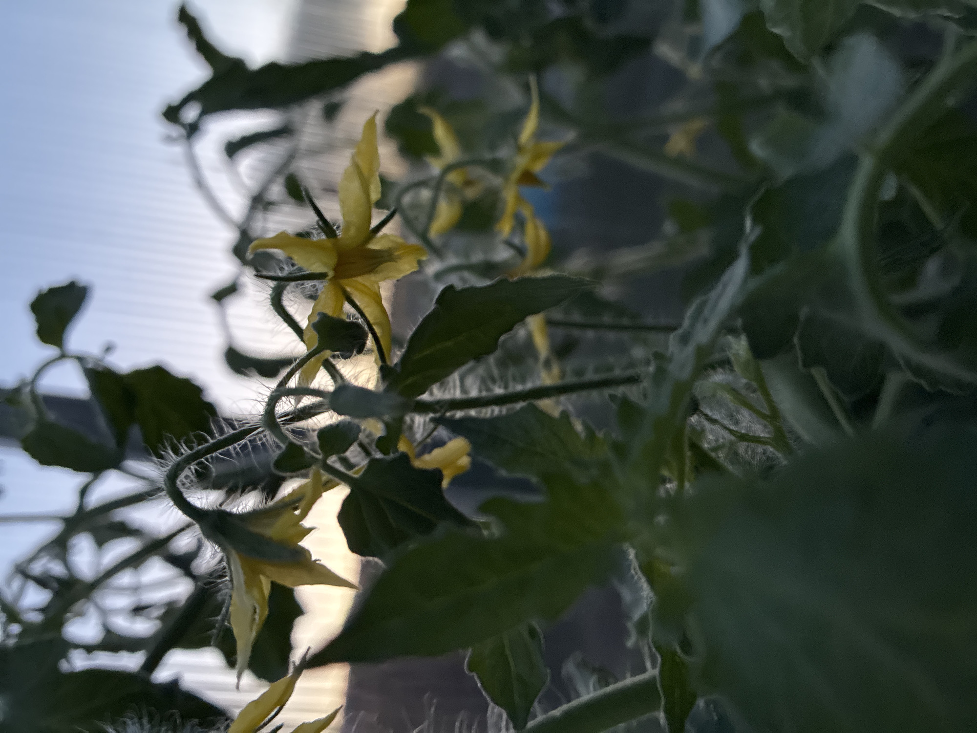 The image depicts a close-up view of tomato plant flowers and foliage, with a blurred background of a greenhouse structure and the sky at dusk. The foreground is dominated by dark green leaves and delicate yellow tomato blossoms, some of which are fuzzy and have a star-like shape. The lighting suggests it is late evening, with the sky transitioning to a soft blue and pale yellow. The overall scene is natural and organic, emphasizing the growth and flowering of the plant. There are no people or animals visible in the image. The location is identified as Totskoye, Russia.