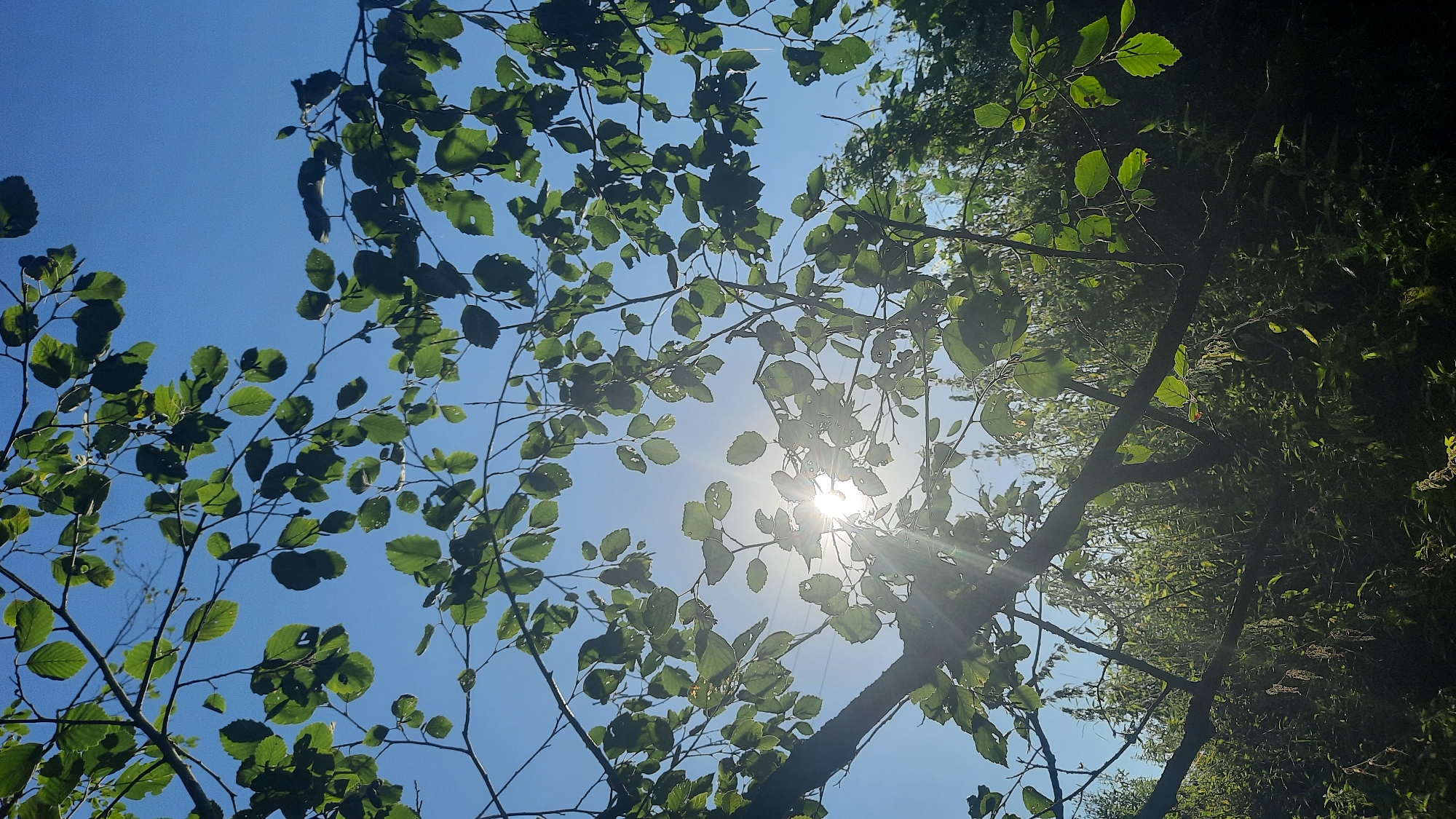 The image displays a low-angle view of tree branches with green leaves against a bright blue sky. The sun is shining through the leaves, creating lens flare and dappling sunlight on the foliage. The background consists of a dense green forest or vegetation, appearing somewhat hazy. There are no people or identifiable structures visible in the scene. The location in the city of Шклоў, Belarus, is not discernible from the visual elements of the image itself.