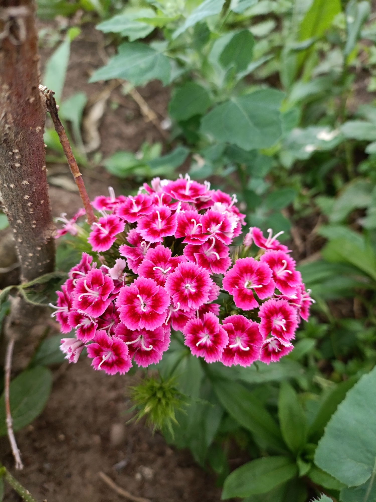 In Chaikovsky, Russia, a close-up shot focuses on a cluster of bright pink dianthus flowers, commonly known as sweet williams, growing in a garden. The flowers, with their distinctive serrated petals and white centers, are arranged in a dense, rounded bloom. A rough-textured tree branch, appearing to be part of a larger plant or small tree, is positioned to the left of the flowers, providing a contrasting vertical element. The background consists of soft-focus green foliage and brown soil, suggesting an outdoor, natural setting. A spiky, green bud is visible below the main flower cluster, hinting at the plant's growth cycle. The lighting appears to be natural daylight, casting subtle shadows and highlighting the vibrant colors of the flowers. There are no people or animals present in the image.