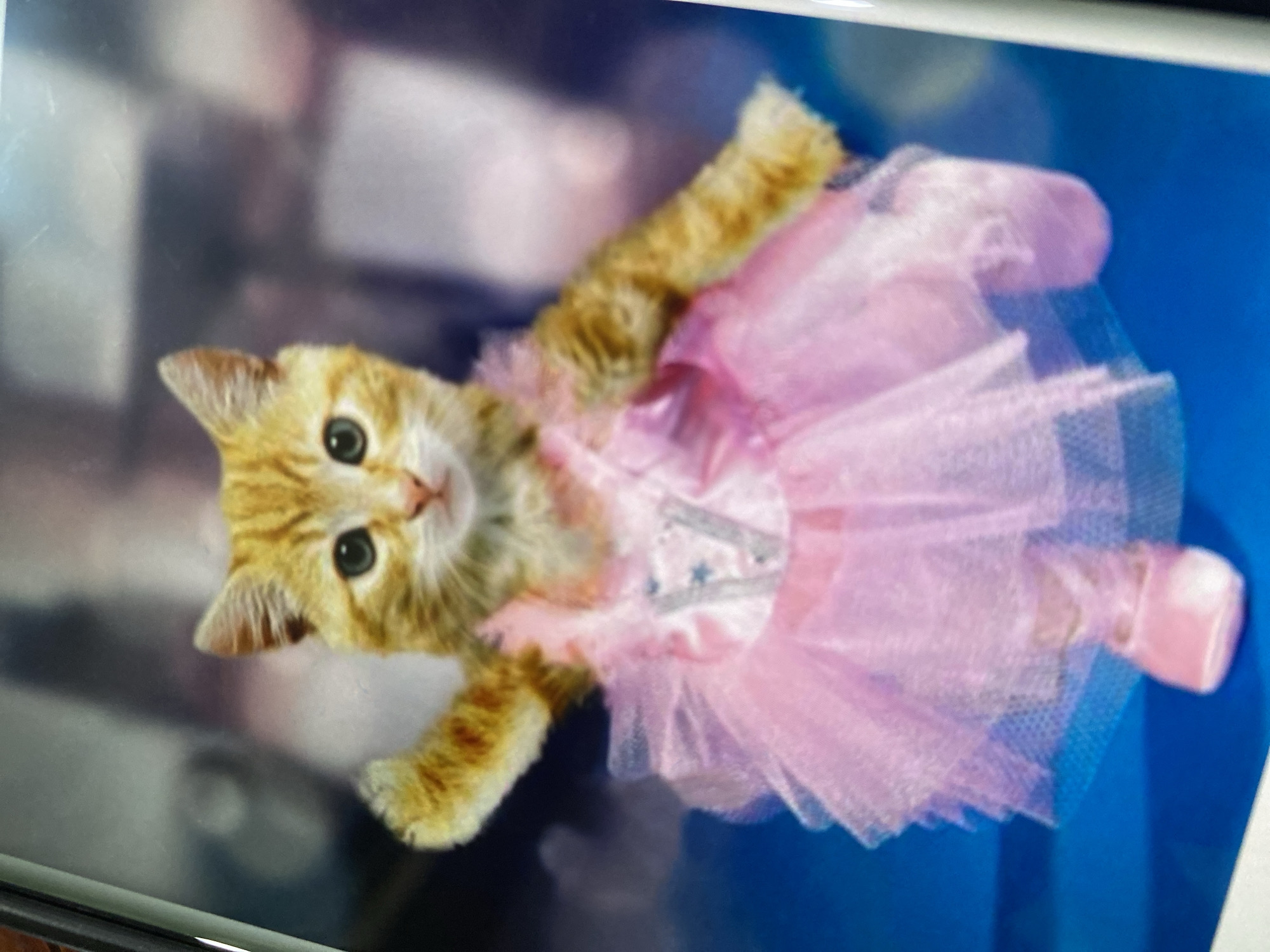 A ginger tabby cat is dressed in a pink tutu and ballet slippers, posed as if dancing. The cat has green eyes and is facing forward. The background is blurred and dark, with hints of blue and grey. There are no visible people or any indication of the location being in Ta', Indonesia.