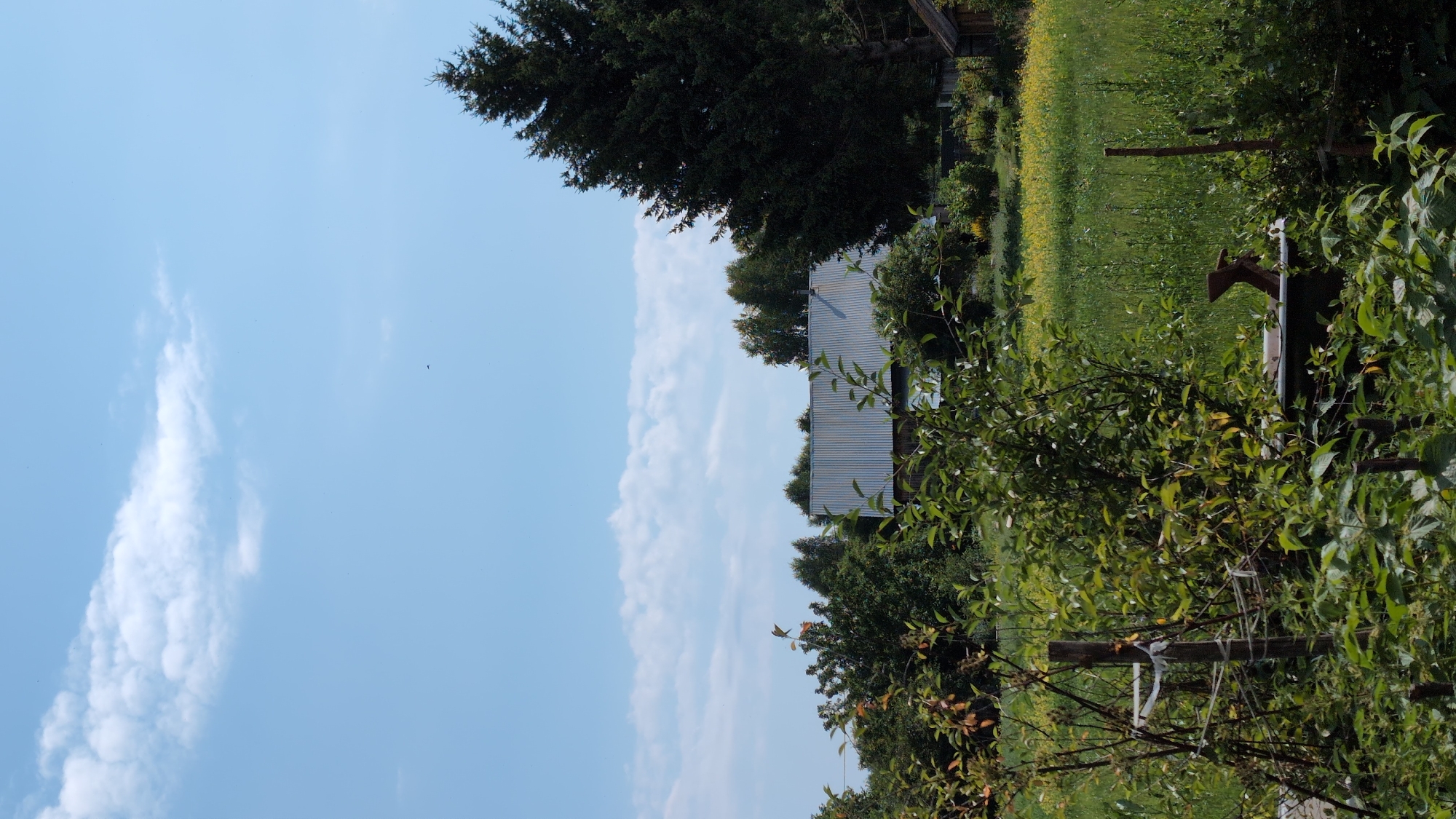 The image depicts a rural outdoor scene on a sunny day, likely in Yarishnoe (Zinyakovskii S/S), Russia. The foreground is dominated by dense, green foliage, including bushes and trees, with a wooden post and some white string visible on the left. In the mid-ground, a building with a corrugated metal roof is visible behind the trees. To the right of the building is a large, dark green coniferous tree. Beyond the building and trees, a field of green grass and yellow wildflowers stretches into the background. The sky above is blue with scattered white clouds. There are no people visible in the image.
