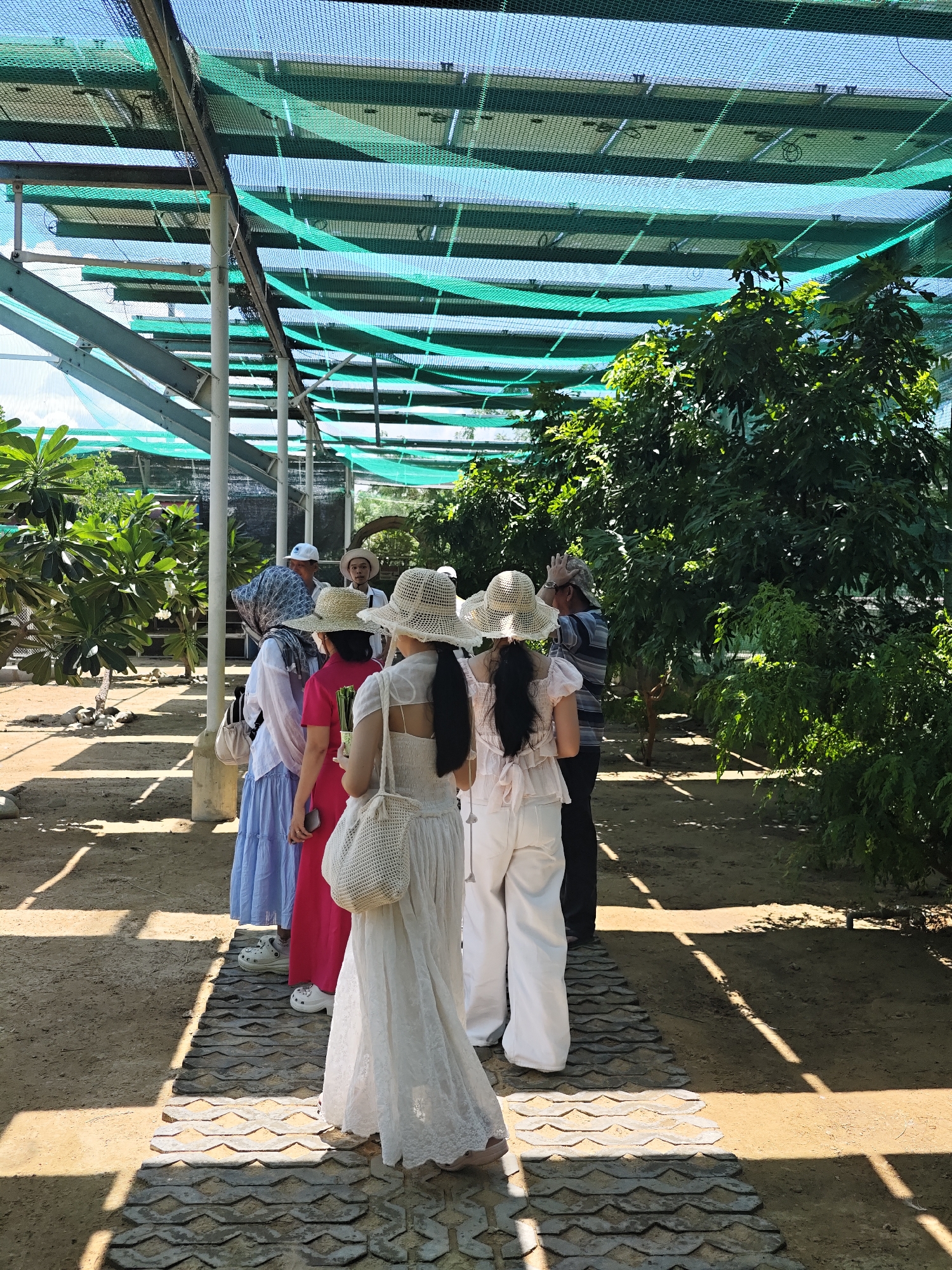 This media file shows a group of people, primarily women, walking in a covered outdoor area. They are all wearing hats, with some of the women also wearing long, flowing dresses and wide-leg pants. The setting appears to be a garden or an agricultural area, with lush green trees and plants visible. The ground is sandy with a decorative pathway made of interlocking concrete tiles. Above, a green net is stretched over a metal frame, possibly to protect plants from the sun or pests. Sunlight filters through the net, creating a dappled pattern on the ground. The overall atmosphere suggests a warm, sunny day, likely in the morning or afternoon given the bright lighting. The people seem to be on a tour or excursion, their posture and gazes indicating they are looking at something or being guided. One person in the foreground is wearing a white lace dress and carrying a woven bag. Another person is wearing a bright pink dress, and a third is in a light blue skirt and white top. A man in a striped shirt and a woman in a headscarf are also part of the group, further back. The location is identified as Phước Hải, Vietnam.