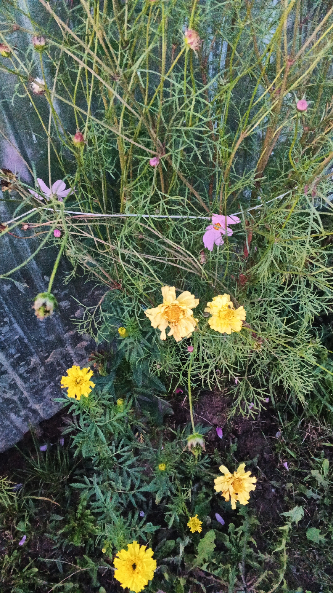 In the city of Podgornoye, Russia, the image captures a close-up view of a garden bed with several flowers. The foreground features three prominent yellow marigolds, one at the bottom center with a black insect on it, another to the lower left, and two larger yellow flowers in the mid-ground to the left. Above these, a single pink cosmos flower is visible to the upper right, with another pink cosmos flower to the upper left. The background is dominated by the dense, green foliage and slender stalks of plants, with some dried seed pods and budding flowers interspersed. A dark, textured object, possibly a tarp or corrugated material, runs along the left edge of the frame, partially obscuring the plant life. The overall scene suggests an outdoor garden setting, likely in a residential area of Podgornoye, during a time when the flowers are in bloom.