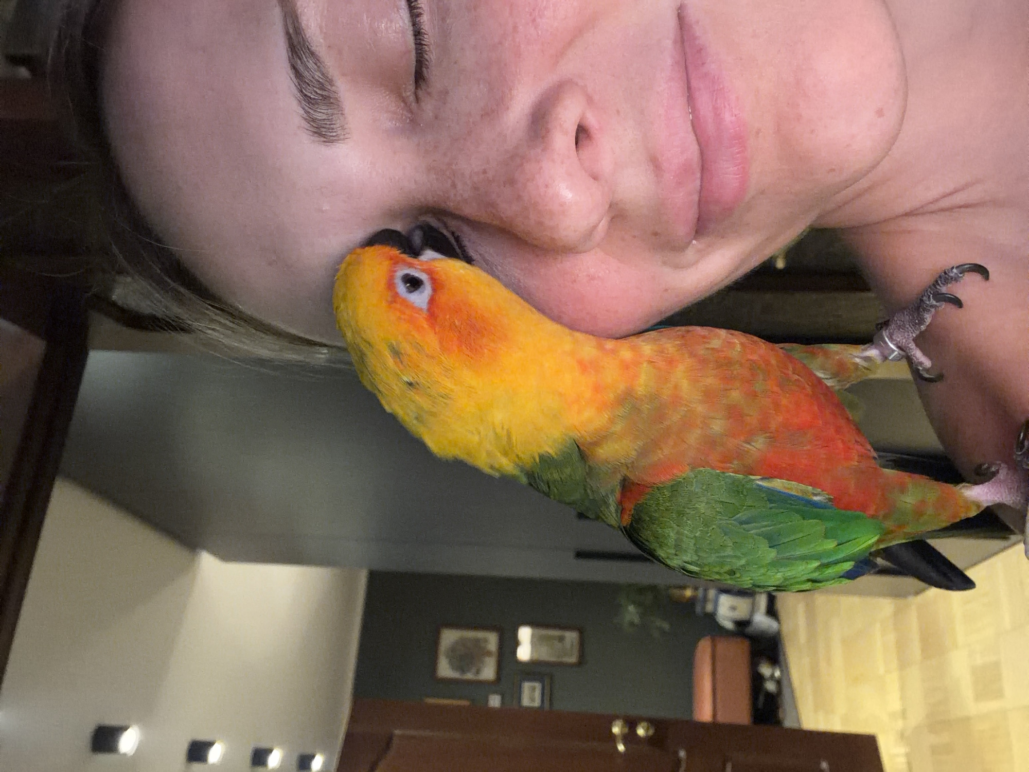 A close-up shot features a fair-skinned person with closed eyes and a conure perched on their face. The bird's head is near the person's nose. The bird's plumage displays a vibrant mix of yellow, orange, and green, with its feet visible on the person's skin. The background is an interior setting with dark brown furniture. Framed pictures are visible on the wall, and rows of lighting fixtures extend along a wall. The location of the city of Khimki, Russia, is not determinable from the image.