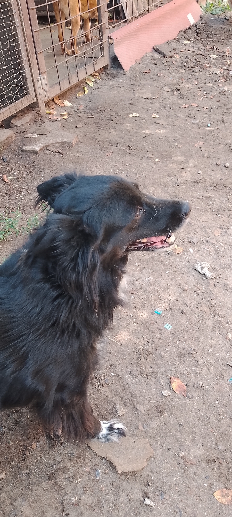 A black dog with long fur is looking to the right, with its mouth slightly open, panting. The dog's left eye appears to have some redness or irritation. The dog is lying on the ground, which is composed of dirt, small stones, and scattered dry leaves. In the background, there is a metal fence with a tan dog visible behind it. To the right of the fence, a pink corrugated material is propped up. The overall environment suggests an outdoor area, possibly a yard or enclosure, in Belgorod, Russia. The ground is uneven and appears to be somewhat damp in places. Some small blue and white objects, possibly trash or debris, are scattered on the ground in front of the dog. The lighting suggests it is daytime, with natural light illuminating the scene.