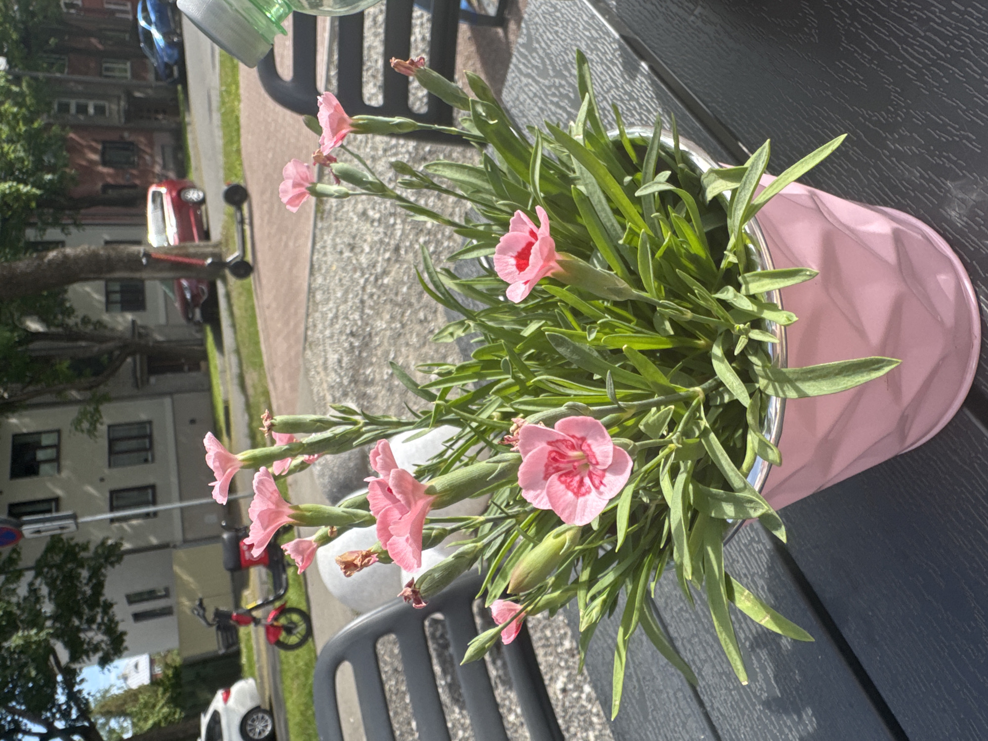 The image shows a close-up of a pink carnation plant in a pink geometric pot placed on a dark grey textured table. The flowers are light pink with some darker pink accents in the center of some petals. In the background, out of focus, there are two dark grey chairs, a gravel path, and a street with buildings, trees, parked cars, and a red electric scooter. The buildings appear to be apartments, with multiple windows and some trees in front of them. A blue car and a red van are visible on the street. The overall scene suggests an outdoor setting, possibly a cafe or a patio in Tallinn, Estonia, given the architectural style of the buildings and the presence of electric scooters.