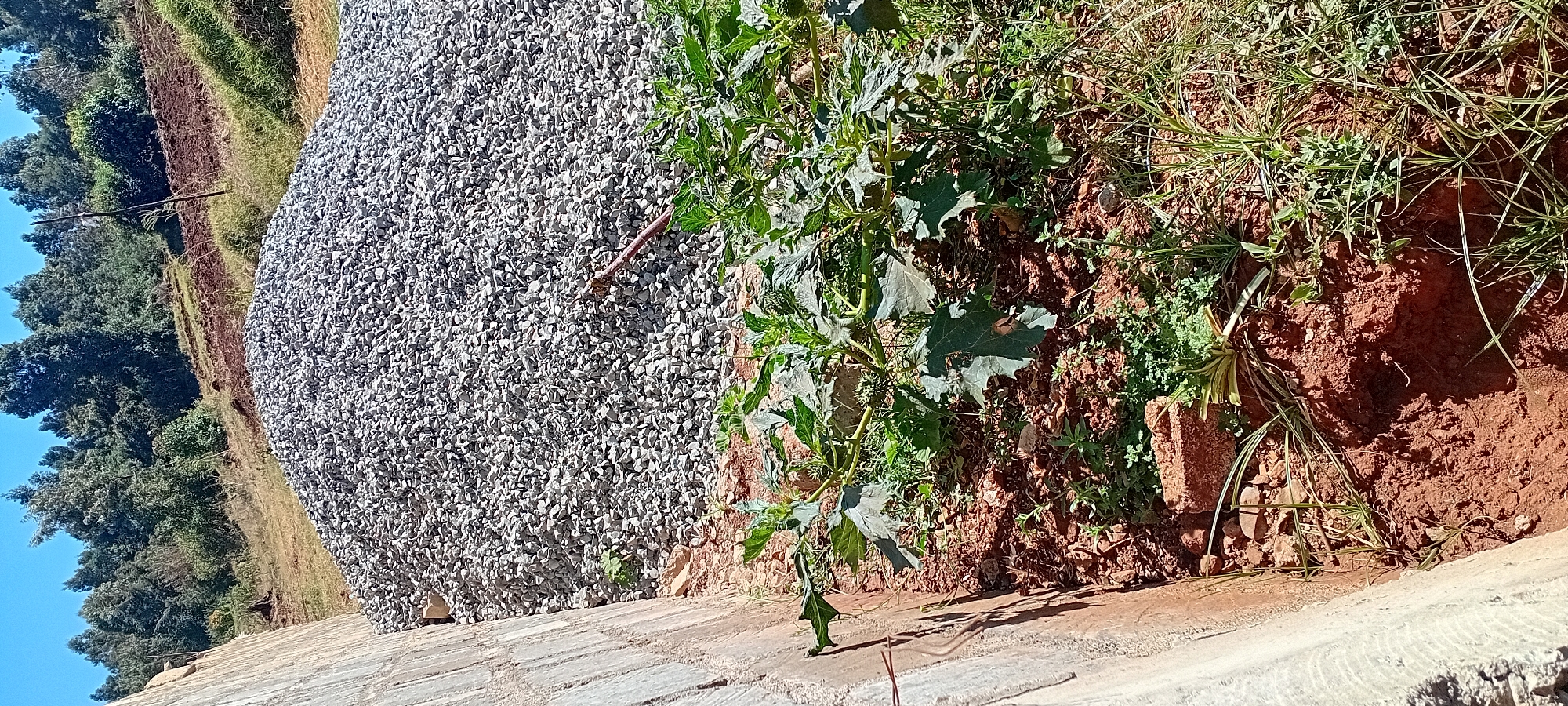 In Kijabe Ward, Kenya, a construction site is depicted. In the foreground, a pile of aggregate is situated next to a concrete wall. A patch of vegetation, featuring broad green leaves and thorny seed pods, grows at the base of the wall, partially obscuring some reddish-brown soil and a few scattered bricks. The background shows a gentle slope covered in dry grass and scattered trees, with a clear blue sky overhead.