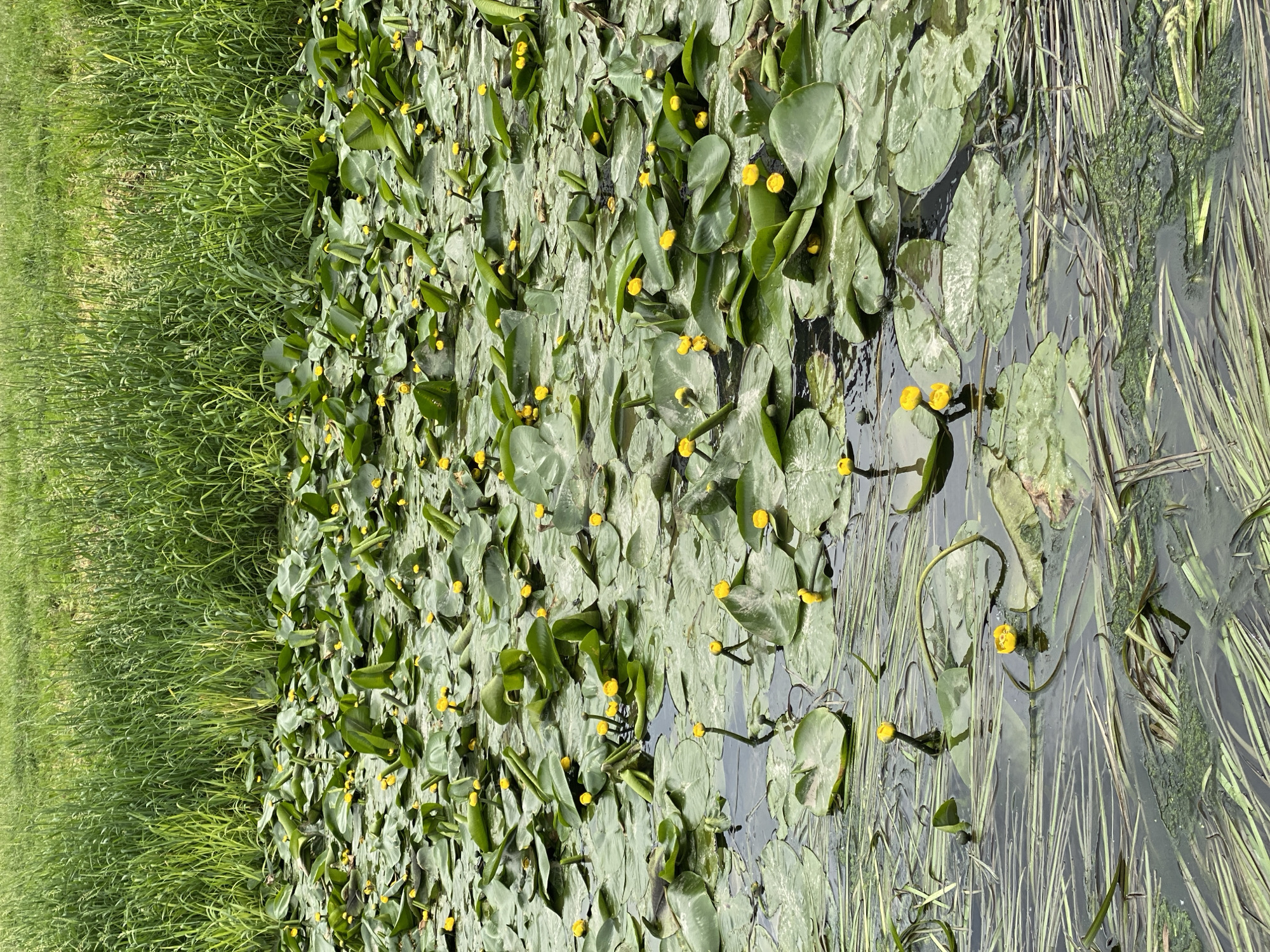 The image depicts a calm, natural scene in Kokkorevo, Russia. The foreground is dominated by a dense carpet of water lily pads floating on still water. These pads are large, round, and a vibrant green, with some showing mottling or lighter green patterns. Scattered amongst the pads are numerous small, bright yellow water lily flowers, some fully open and others appearing as buds.
To the left of the water lilies, a thick expanse of lush green grass rises, creating a clear visual boundary between the water and the land. The grass appears tall and wild, suggesting an untamed natural environment.
The water itself is dark and reflects the green of the lily pads and grass, with some areas showing clearer water where submerged reeds or aquatic plants are visible. Long, thin green reeds and strands of algae are interspersed with the lily pads and on the surface of the water, adding to the wild, natural texture of the scene.
The lighting suggests it is daytime, with diffused light that doesn't cast harsh shadows, implying an overcast or slightly hazy day, or perhaps early morning or late afternoon. There is no visible text or human activity. The overall impression is one of serene, undisturbed nature.