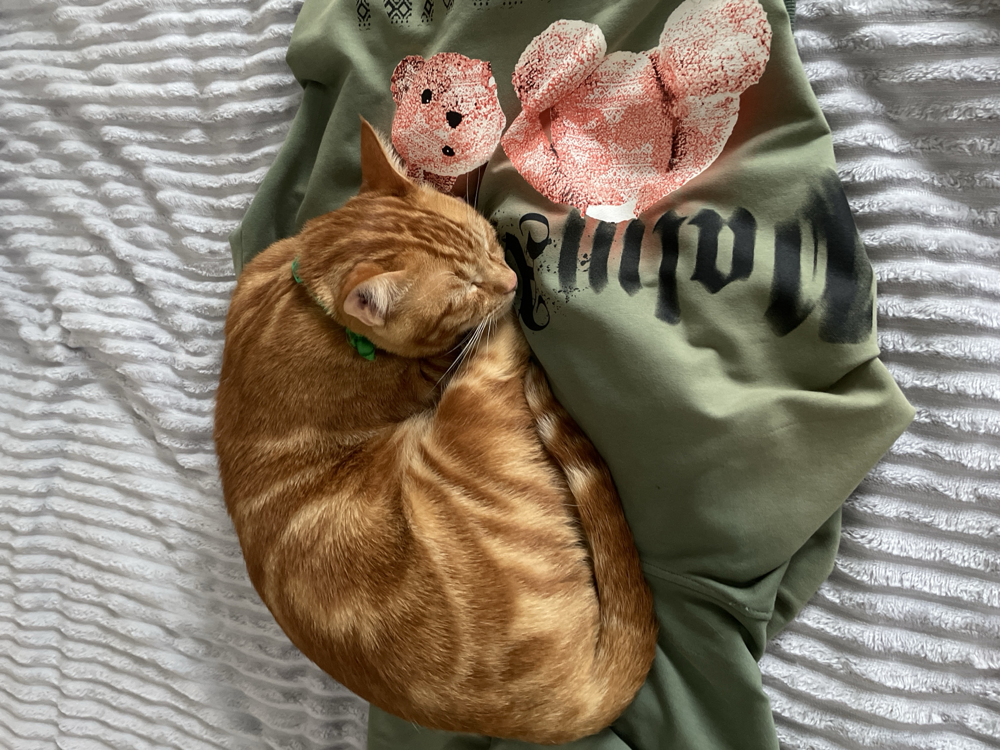 An orange tabby cat is captured sleeping soundly, curled into a tight ball on a green sweatshirt. The cat's fur displays vibrant ginger and orange hues with clear tabby markings, and it wears a small, bright green collar. Its eyes are gently closed in repose, suggesting deep relaxation.
The cat is resting on an olive or military green sweatshirt, which features distinct graphic designs. Two prominent, light reddish-pink teddy bear figures are visible on the sweatshirt, one clearly showing facial details. Below these figures, there are partially visible stylized black letters or brushstrokes, which are obscured by the cat and appear indistinct, possibly forming parts of a word. A subtle, patterned design can also be seen on the upper left area of the garment.
The sweatshirt and cat are laid out on a soft, light grey or off-white textured blanket or sheet, which has prominent horizontal ridges, providing a plush surface. The lighting is soft and even, indicating an indoor setting and contributing to the calm and peaceful ambiance of the scene. The image itself does not contain any specific visual cues to suggest the location is Kuta Selatan, Indonesia.