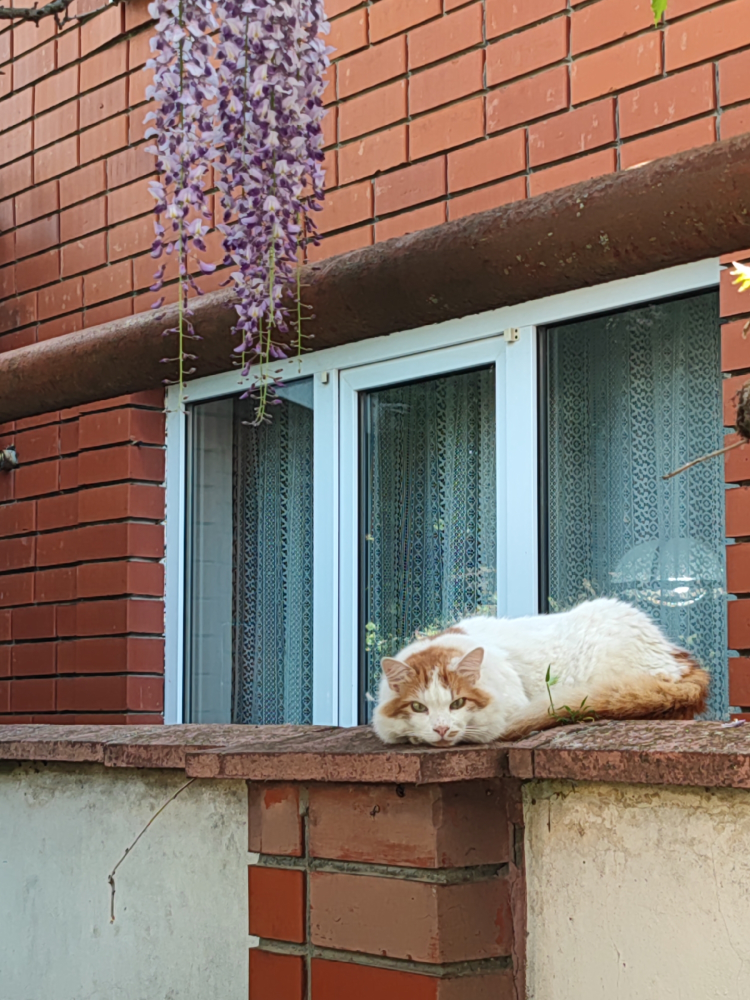 A long-haired cat with white and orange fur is lying on a brick ledge in front of a window with white frames. The ledge is partially constructed of painted cinder blocks and some brick, and is located on a brick building. Purple wisteria hangs from the upper brick above the window. The photo was taken in Sennoy, Russia.