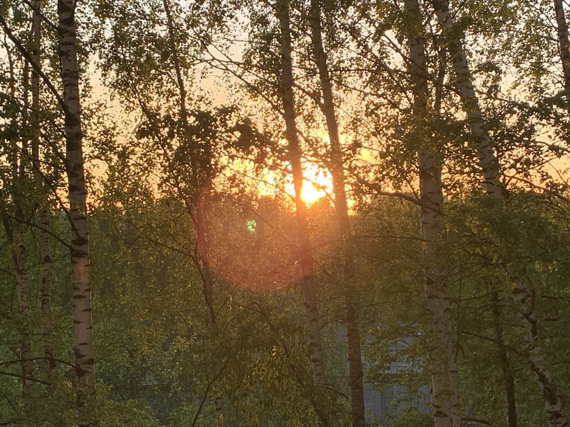 The image depicts a sunset scene through a birch tree forest. The setting sun is visible through the trees, creating a warm golden light. The birch trees, characterized by their white bark with black markings, are in the foreground and middle ground. The forest undergrowth is lush and green. The location is consistent with the natural environment of Chaikovsky, Russia. The image captures a natural scene with no people or actions visible.