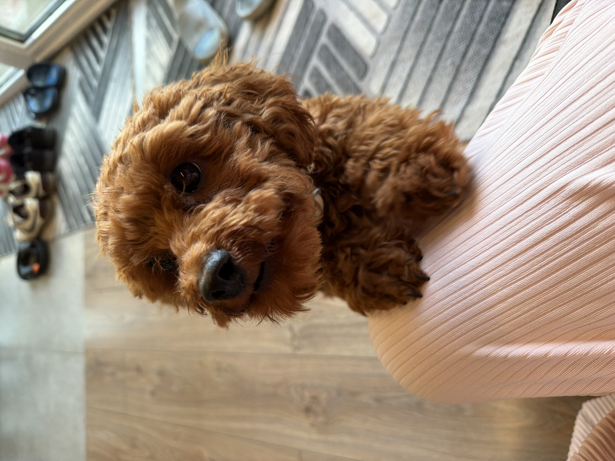 A medium shot captures a close-up of a small, brown, curly-haired dog, likely a toy poodle, resting its front paws on a person's lap. The dog's head is turned towards the camera, with its dark nose and eyes prominent. The person's lap is covered by a textured, light pink fabric, suggesting they are wearing a skirt or dress with pleats. The background shows a wooden floor and a striped rug, with several pairs of shoes blurred in the distance. The scene appears to be indoors, possibly in a home environment in Sofia, Bulgaria, given the context of the query.