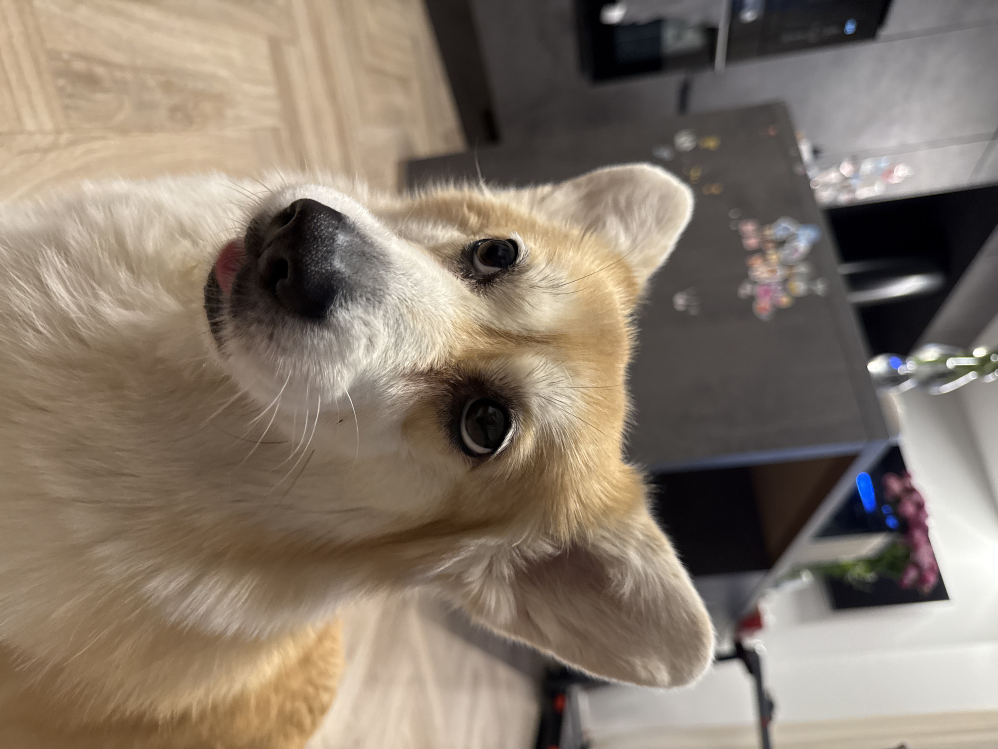 A tan and white corgi dog is looking up and to the left with its head tilted. The dog is indoors with a light-colored floor. In the background is a black countertop with colorful items on it, possibly magnets or decorative items. A cabinet is visible above the countertop. A potted plant is in the lower right. The location in the city of Krasnoyarsk, Russia is not discernible from the image.