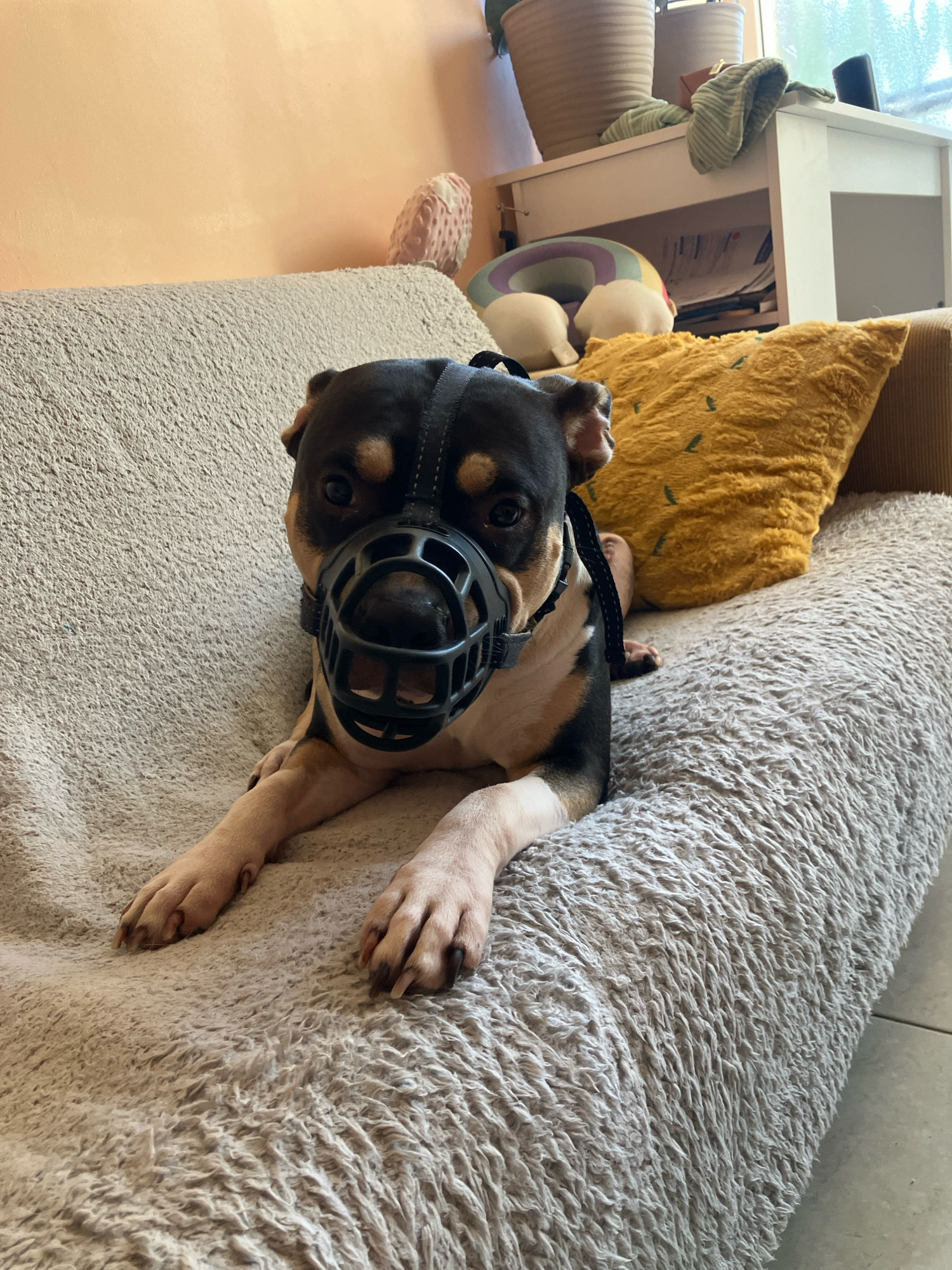 A medium-sized dog with black, tan, and white markings is lying on a grey, shaggy sofa. The dog is wearing a black muzzle that covers its snout. Its front paws are extended forward. Behind the dog, to the right, is a yellow, textured pillow. The background consists of a light orange wall, a white shelf with some items on it, and a window. The scene appears to be indoors, possibly in a living room. This image was taken in Tel Aviv, Israel.
