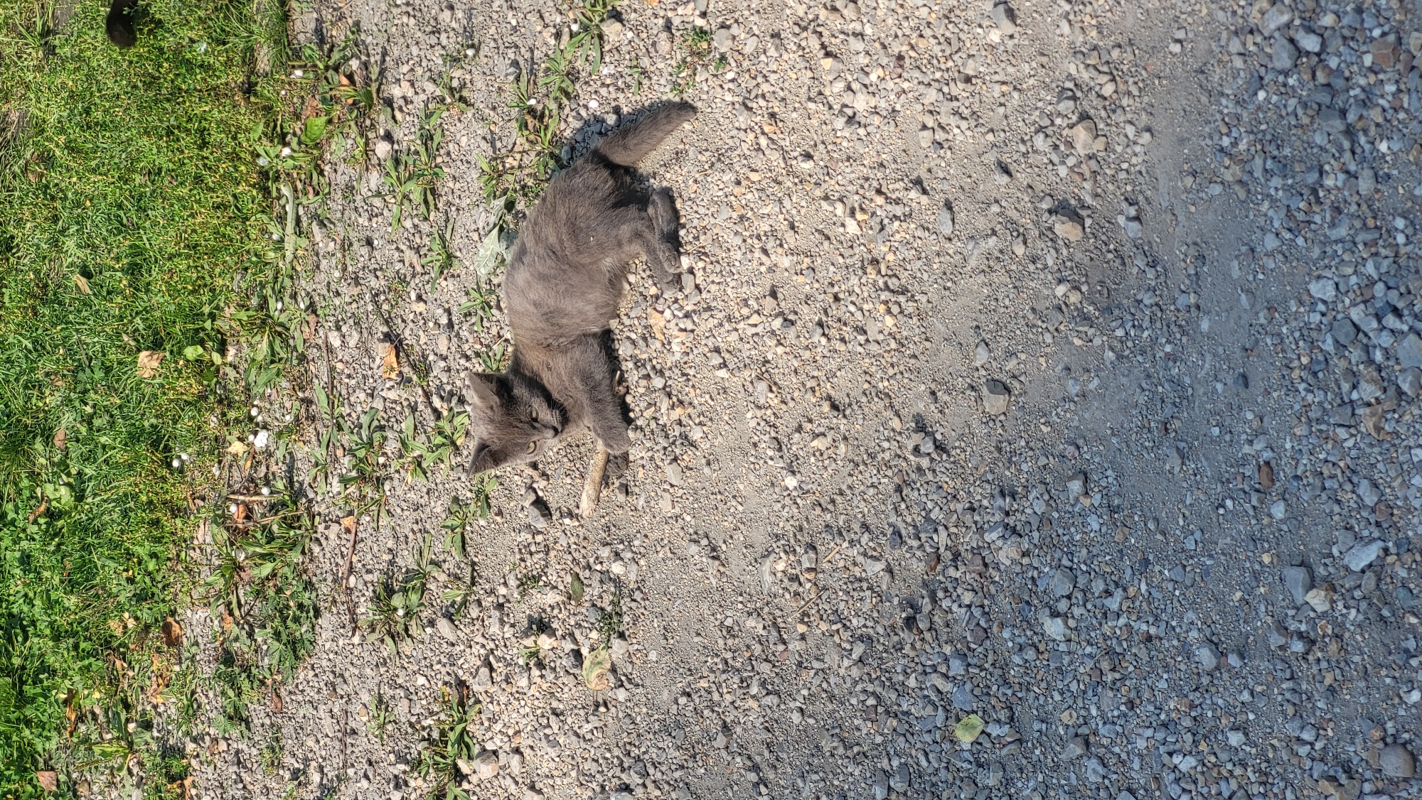 A gray kitten lies on its side on a gravelly surface in front of a grassy area. The kitten is curled up with its front paws resting on a small stick. The ground is a mixture of small gray and brown gravel with scattered green weeds and a few dry leaves. The background consists of lush green grass. The lighting suggests it is daytime, with shadows cast on the gravel. The image appears to be taken outdoors in a natural or semi-natural environment.