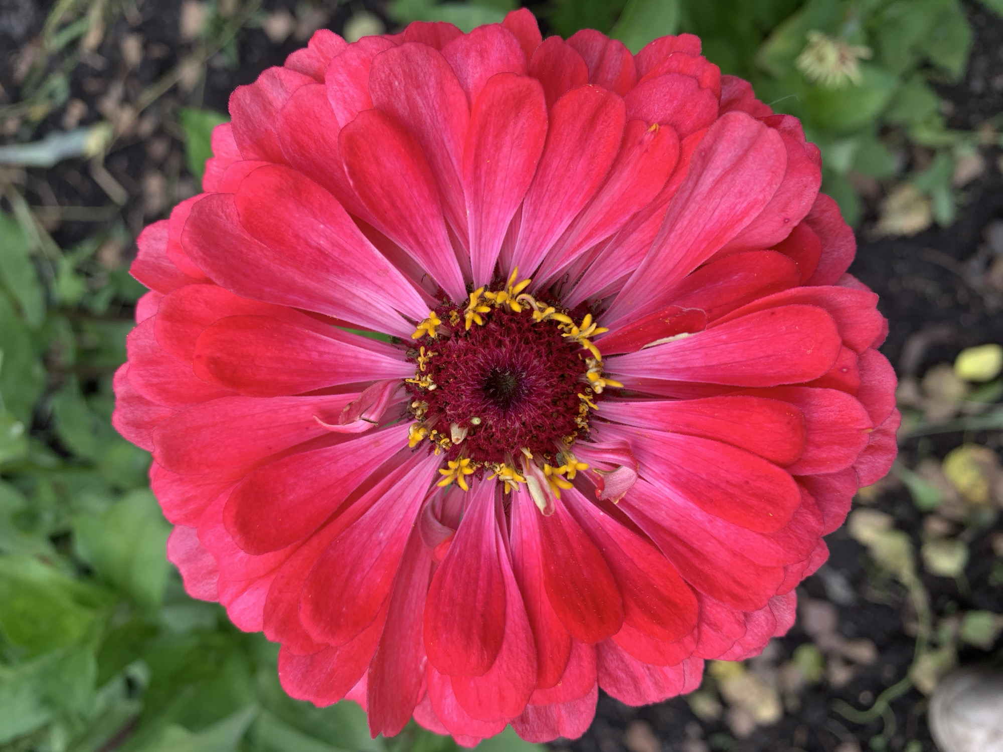 A close-up, top-down view of a vibrant, pink zinnia flower is the central focus. The petals, a rich fuchsia fading to a lighter pink towards the center, are arranged in multiple layers, creating a full, daisy-like bloom. The flower's center is a deep burgundy with small, yellow florets and pollen visible. The background consists of blurred green foliage and dark soil, suggesting an outdoor garden setting. The image was taken in Novostroika, Russia. No people are present in the scene.