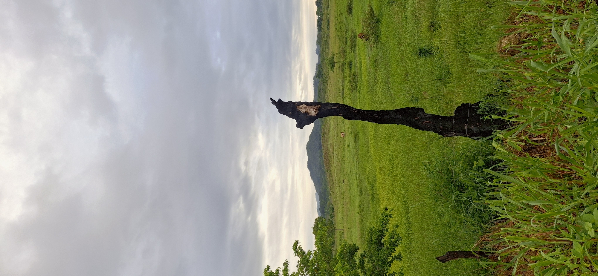 This media file depicts a landscape scene in Vallecito, Venezuela, with a prominent burnt tree trunk in the foreground. The trunk is charred black and has a section of exposed, lighter wood near its top. It appears to be lying on the ground, partially covered by green grass and some wire fencing.
The background consists of a vast expanse of lush green grassland that stretches towards rolling hills in the distance. The hills are covered in a dark, hazy layer, suggesting they are a significant distance away or possibly shrouded in mist. The sky is overcast with a gradient of light gray clouds, with a hint of brighter light peeking through on the left side of the frame, indicating either dawn or dusk. The overall impression is one of a natural, somewhat wild environment. There are no visible people or animals in the immediate foreground, though faint shapes in the middle ground of the grassland might suggest distant livestock. The lighting suggests it is likely early morning or late afternoon due to the soft, diffused light. There is no visible text in the image.