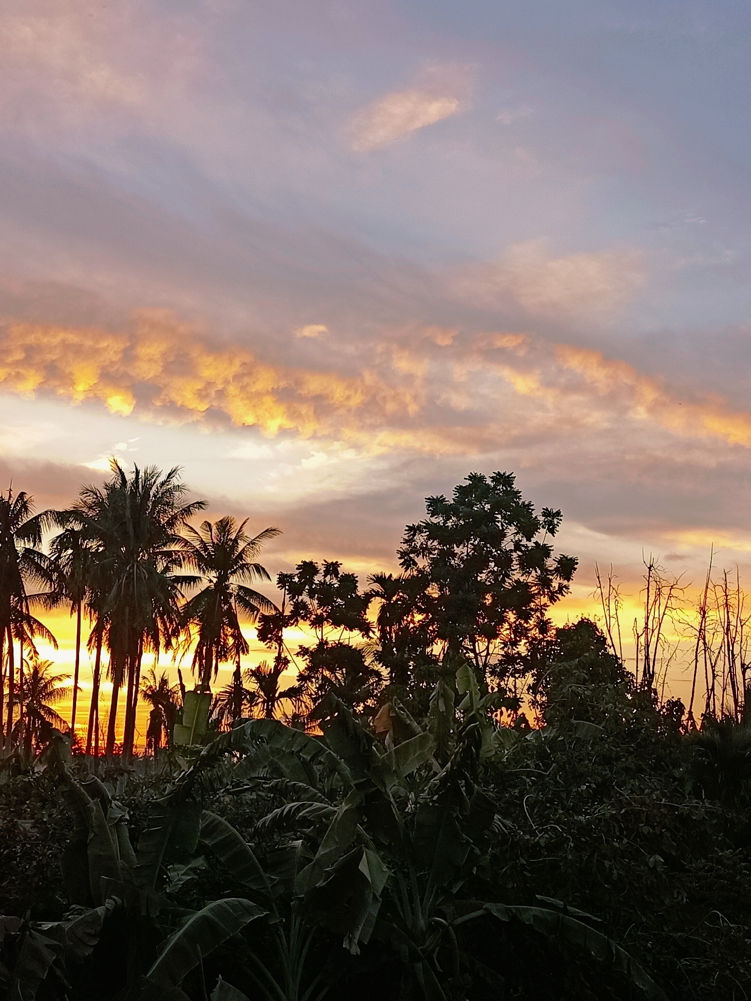 The image depicts a sunset over a lush, tropical landscape in Blang Cut, Indonesia. The sky is ablaze with hues of orange, pink, and purple, with streaks of golden light illuminating the clouds. Silhouetted against the vibrant sky are tall palm trees and dense foliage, including banana plants, creating a dramatic contrast. The scene is one of natural beauty, characterized by the warm glow of the setting sun and the abundant vegetation typical of a tropical environment. There are no people or visible structures in the frame, emphasizing the natural and serene atmosphere of the location.