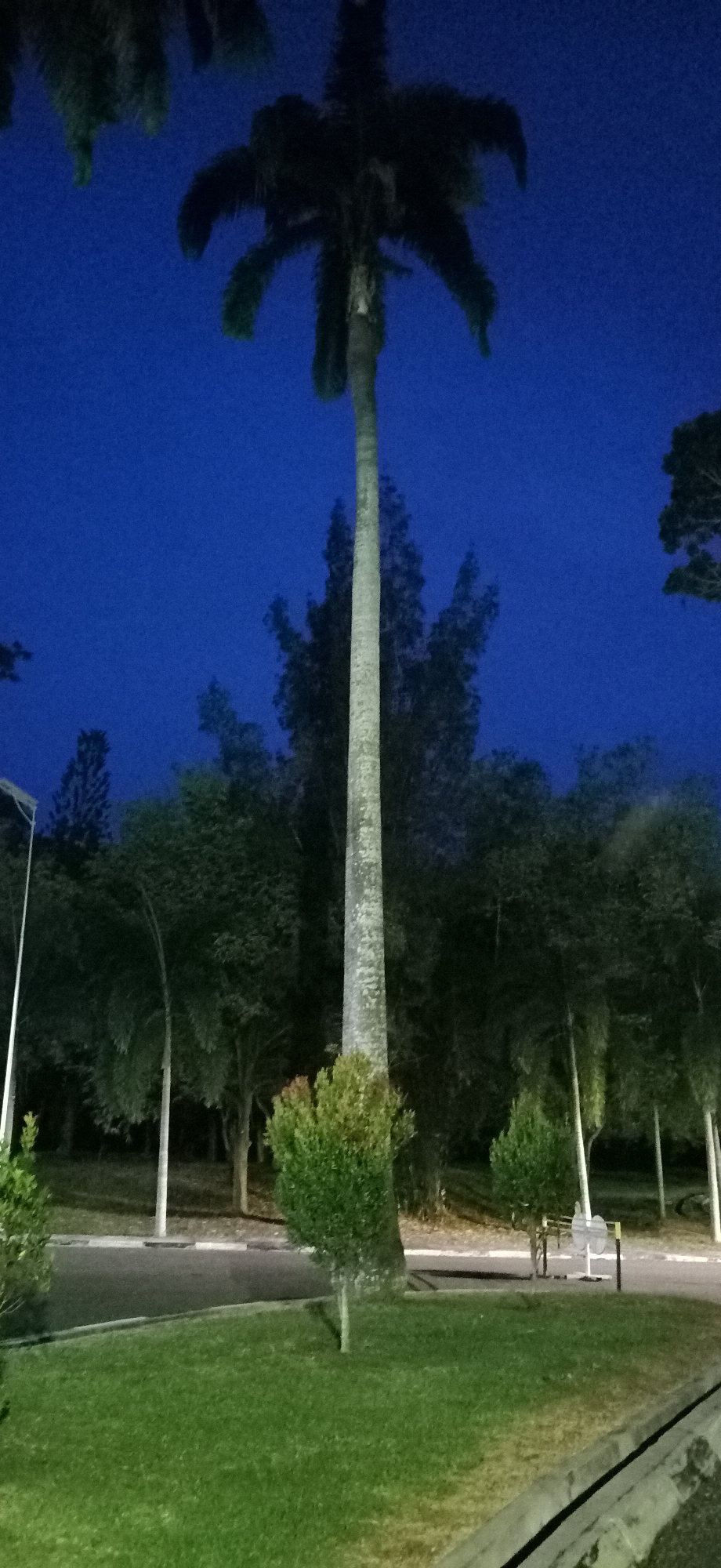 An image taken at night in Palohgadeng, Indonesia, features a tall palm tree as the central subject, set against a deep blue twilight sky. The tree's trunk is light gray and textured, extending upwards to a dark, leafy crown. In the foreground, a neatly manicured green lawn slopes gently. To the right of the palm tree, a small, bushy green shrub is visible. Beyond the lawn, a paved road runs horizontally, bordered by a concrete curb. In the background, a dense array of trees and foliage creates a dark, silhouetted backdrop. A tall, thin white pole, possibly a lamppost, is also present in the mid-ground. In the far right background, a dark structure with a light-colored top, possibly a building or another tree, is partially obscured. Two white objects, appearing to be benches with backrests, are also visible near the road in the background, along with a black and yellow striped barrier.