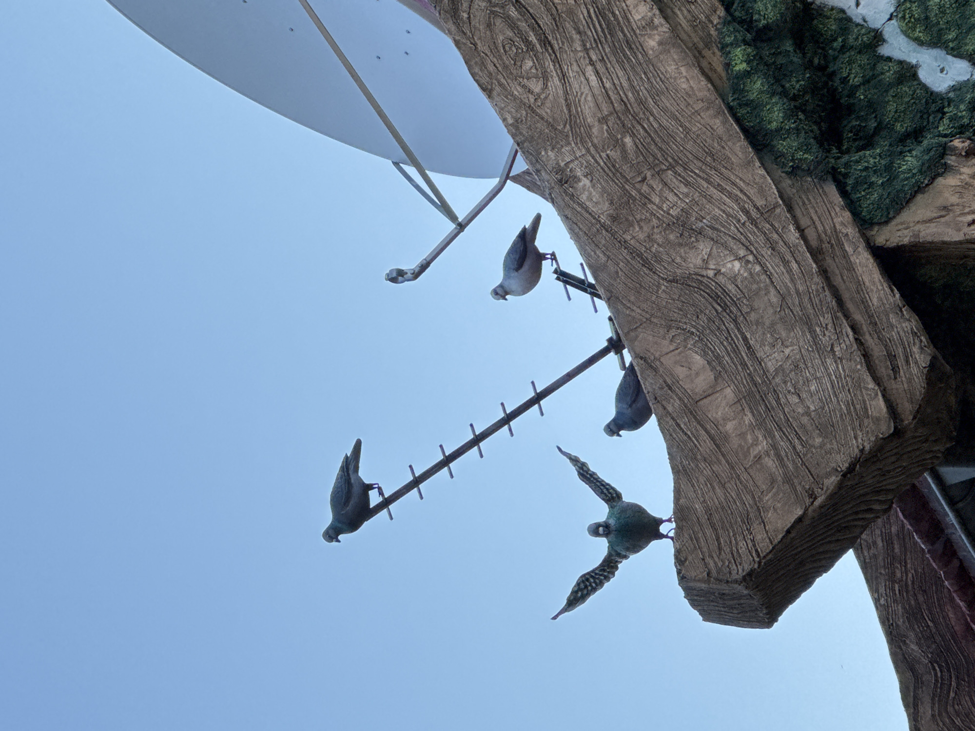 The image depicts an outdoor scene with a clear blue sky in the background. In the upper left corner, part of a white satellite dish is visible. Attached to a wooden beam structure are four stylized, possibly bronze, bird figurines attached to an antenna-like metal rod. The birds appear to be in different positions: one is perched, one is diving, one is upside down, and one has its wings spread. The wooden beam has a rough, textured surface and appears to be part of a larger structure, possibly a building or decorative element. A patch of green, moss-like material is also visible on the beam. This is located at Sochi Park, Sochi, Russia.