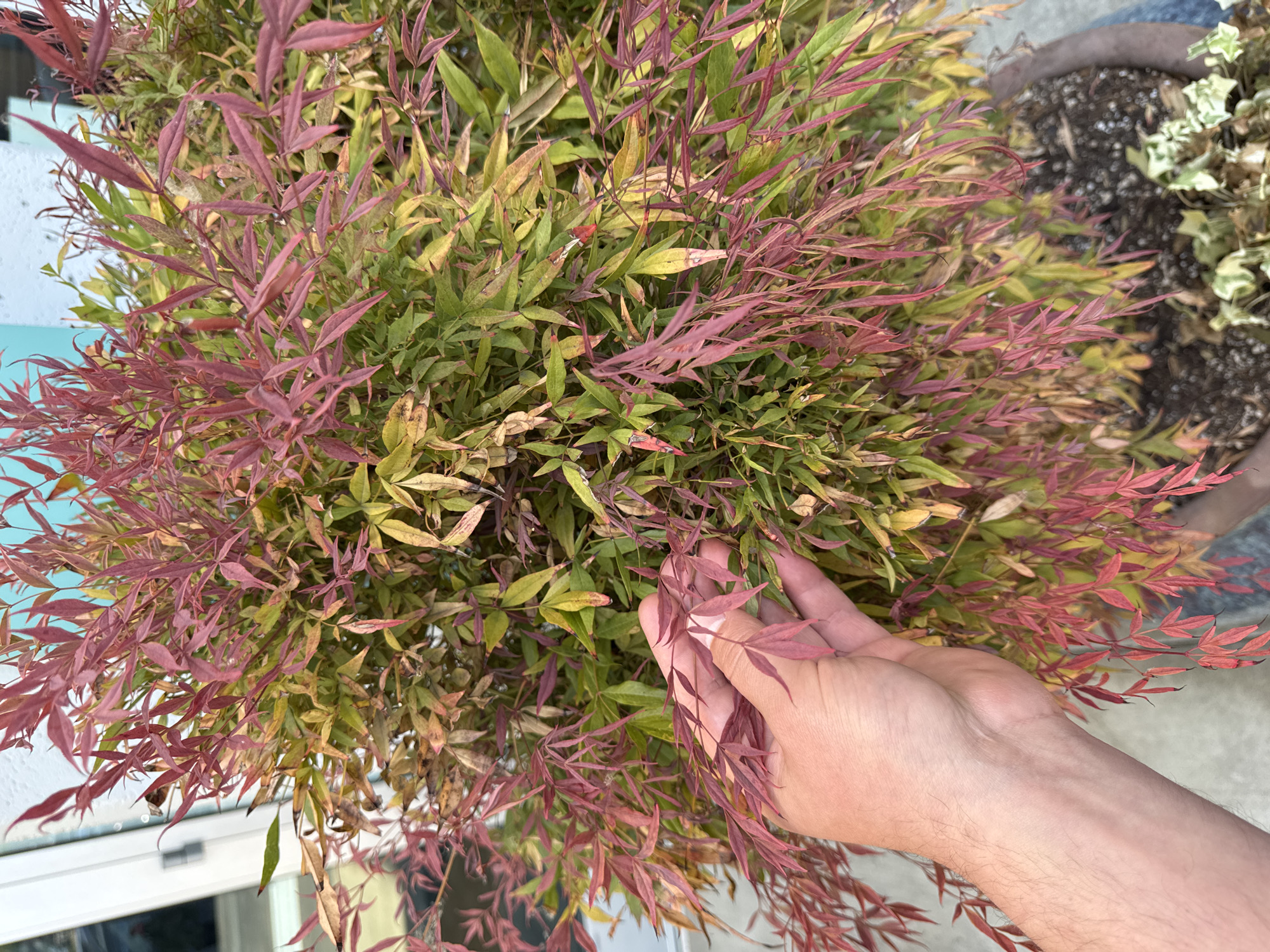 A hand is shown inspecting a plant with green and reddish-purple leaves, possibly a Nandina domestica, also known as Heavenly Bamboo. The plant is in a large, dark brown pot filled with soil. Part of a light-colored building with a light blue accent is visible in the background. The scene appears to be outdoors, possibly in a garden or on a patio, in the city of Kent, United States of America.