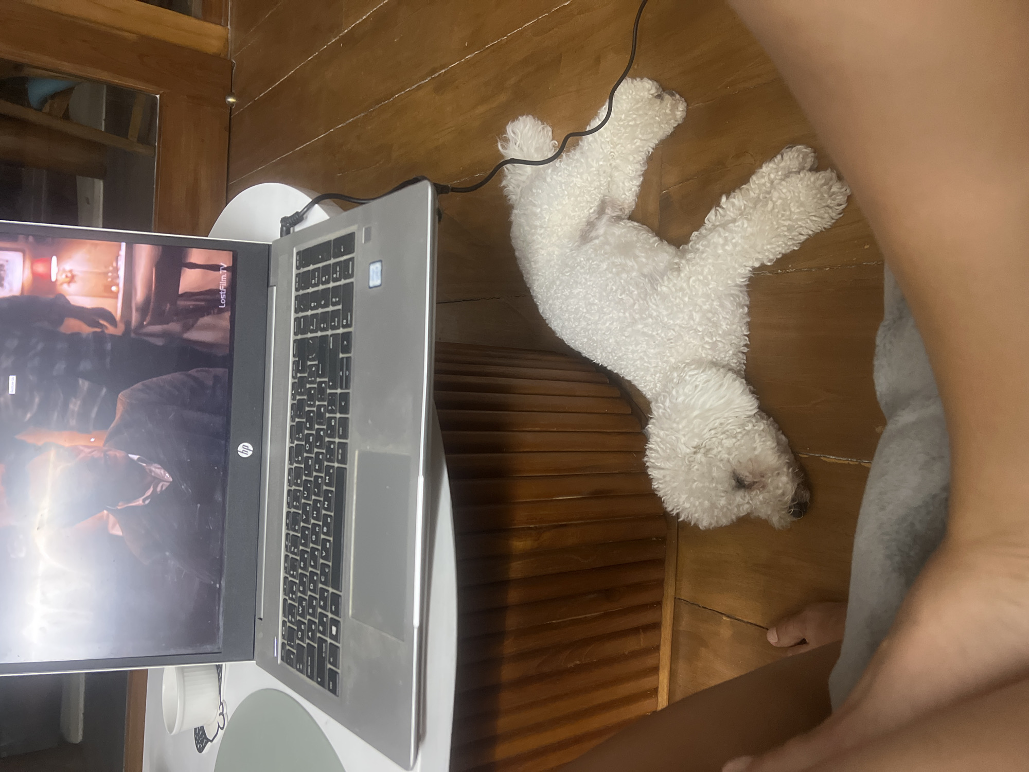 A white bichon frise dog is lying on a wooden floor next to a laptop. The laptop is open and displaying a video. A person's legs are visible in the foreground, partially covering the dog. The scene appears to be indoors, possibly in a living room or bedroom. The presence of a laptop and dog suggests a casual, home environment. The wooden floor and the design of the furniture hint at a home in Indonesia.