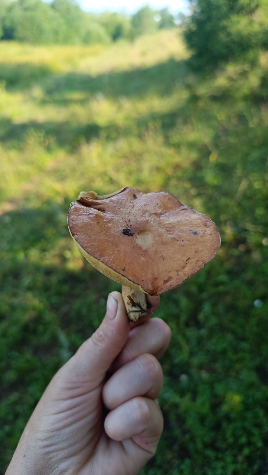 A person's hand is holding a single, brown mushroom with a pale yellow stalk. The mushroom is positioned in the foreground, with its cap facing upwards and slightly to the left. A small, dark insect is visible on the mushroom's cap. The background is softly blurred, showing a grassy field with trees in the distance under a bright sky. The image appears to have been taken outdoors during the daytime. The location is identified as the city of Karsha, Russia.