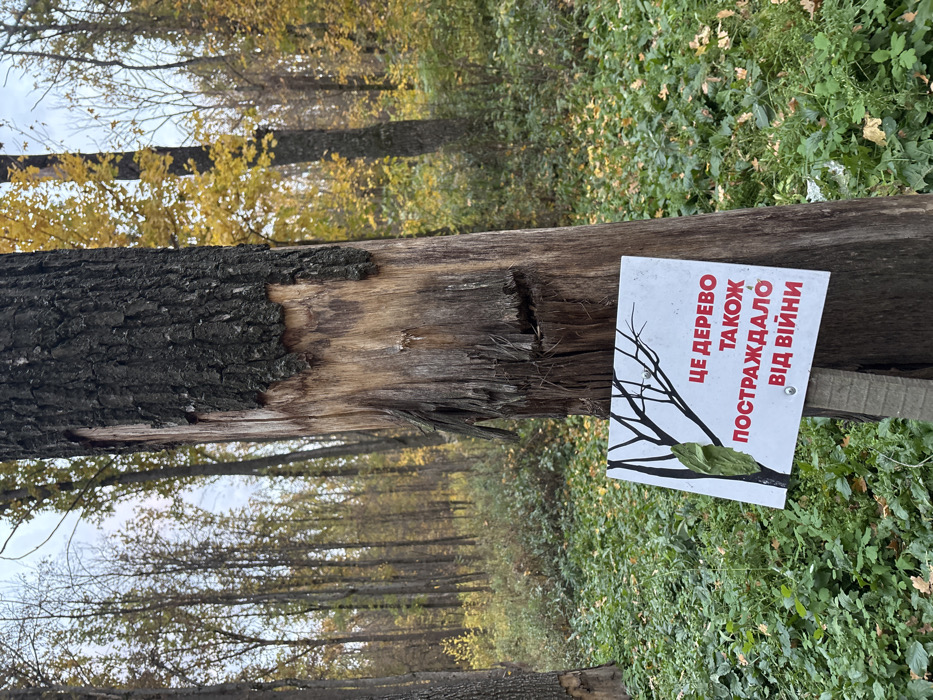The image displays a damaged tree trunk in a woodland environment within Lisne, Ukraine, during the autumn season. A thick tree trunk occupies the central foreground, featuring dark, textured bark on its right side. The left side of the trunk shows extensive bark loss, revealing lighter, exposed wood with prominent vertical grain and fragmentation.
Attached to the lower section of this damaged trunk is a rectangular white sign. The sign displays a minimalist black silhouette of a tree branch with a single green leaf on its left side. To the right of this graphic, red uppercase Ukrainian text reads: "ЦЕ ДЕРЕВО ТАКОЖ ПОСТРАЖДАЛО ВІД ВІЙНИ," translating to "THIS TREE ALSO SUFFERED FROM THE WAR." The sign is secured to the tree via visible fasteners.
The ground immediately surrounding the tree is covered with a dense layer of green undergrowth and scattered yellow-brown fallen leaves. In the background, a dense deciduous forest extends, with numerous trees displaying yellowing and sparse foliage, indicative of autumn. The sky above is partially visible, appearing muted. No individuals are present in the scene.