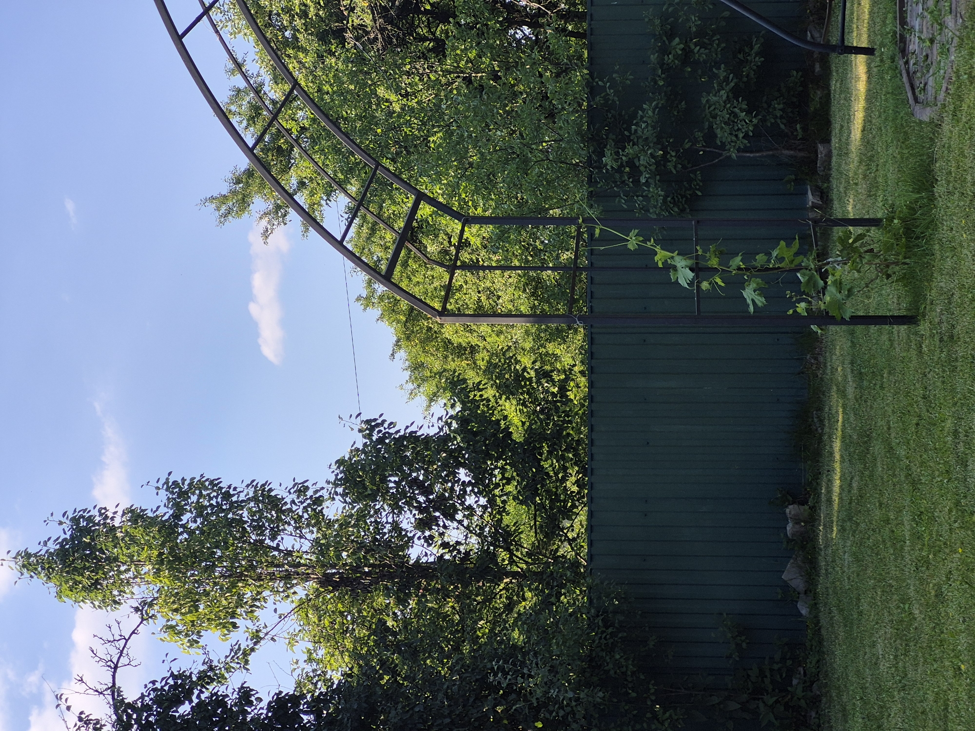 The image depicts an outdoor scene in a backyard. In the foreground, a neatly mowed green lawn is visible, with patches of sunlight casting dappled patterns. To the right, part of a dark metal garden arch is present, with a young vine climbing up one of its vertical supports. Behind the arch and vine, a dark green, corrugated metal fence runs horizontally across the image, separating the yard from the background. Beyond the fence, a dense canopy of lush green trees fills the middle ground and extends into the background. The trees are tall and appear healthy, with various shades of green foliage. The sky above is a clear blue with a few scattered white clouds. The overall impression is one of a tranquil summer day in a suburban or rural backyard. There are no people or animals visible in the image.