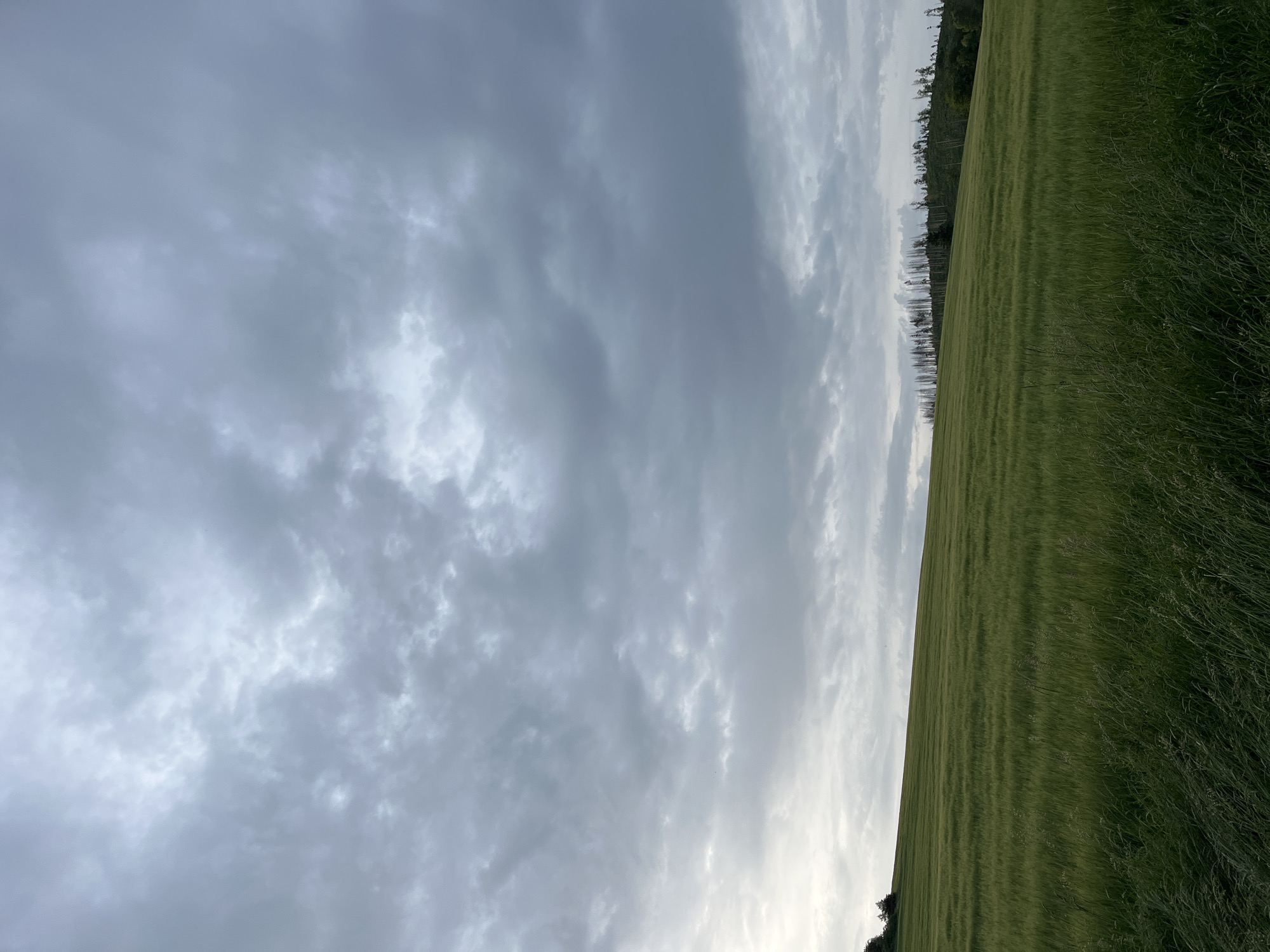A landscape photograph depicts a field of green crops under a cloudy sky. The field dominates the right side of the image, its plants aligned in parallel rows. A line of trees can be seen along the edge of the field, creating a horizon line. The sky, occupying the left side of the image, is filled with grey clouds. The location appears to be a rural area. No people or specific objects are visible in the scene, just the natural elements of the field and sky.
