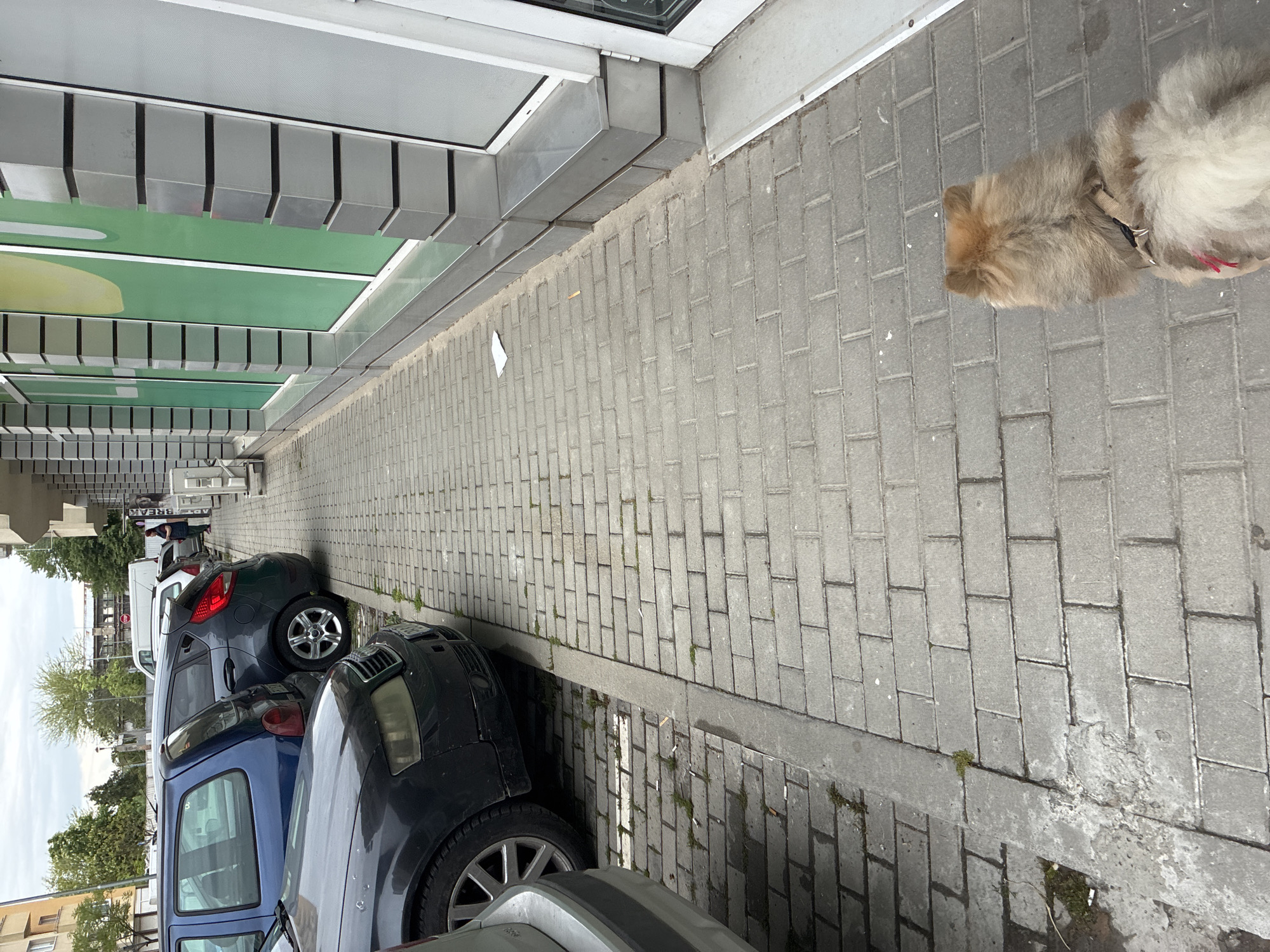 An overhead view captures a street scene, likely in Plovdiv, Bulgaria, on an overcast day. A fluffy, light brown dog with a dark harness or collar walks along a gray paved sidewalk on the right side of the frame, heading away from the viewer. The sidewalk is constructed from rectangular pavers, with some weeds visible in the cracks.
To the left of the sidewalk, a series of cars are parked parallel to the curb. The closest vehicle is partially visible, showing its silver/gray front bumper and wheel. Behind it is a blue car, followed by a dark gray hatchback. Further down the street, a white van and another car are parked.
On the far left, a building features a green facade with distinctive horizontal gray metallic slats above and below, suggesting a storefront or commercial building. The sky, visible above the parked cars, is uniformly gray and cloudy. No explicit text or discernible emotional cues are visible in the image.