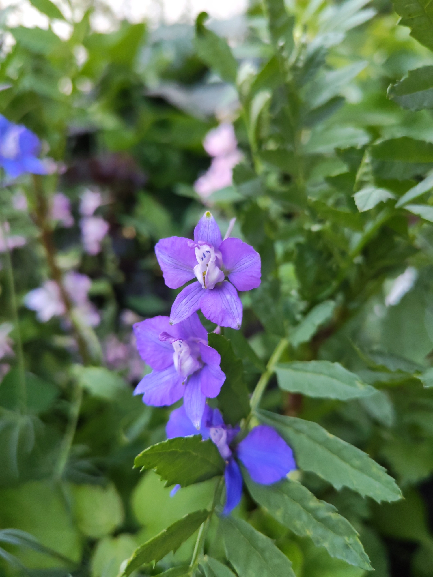 Two purple flowers are in focus in the foreground, with green foliage blurred in the background. The flowers are delphiniums and have a unique spurred shape. One flower is above the other. The upper flower has its petals spread open, revealing a white stamen with purple markings. The lower flower is partially obscured by leaves, but its petals are also visible. The blurred background suggests an outdoor setting, possibly a garden or park. There are no people or other discernible objects in the image.