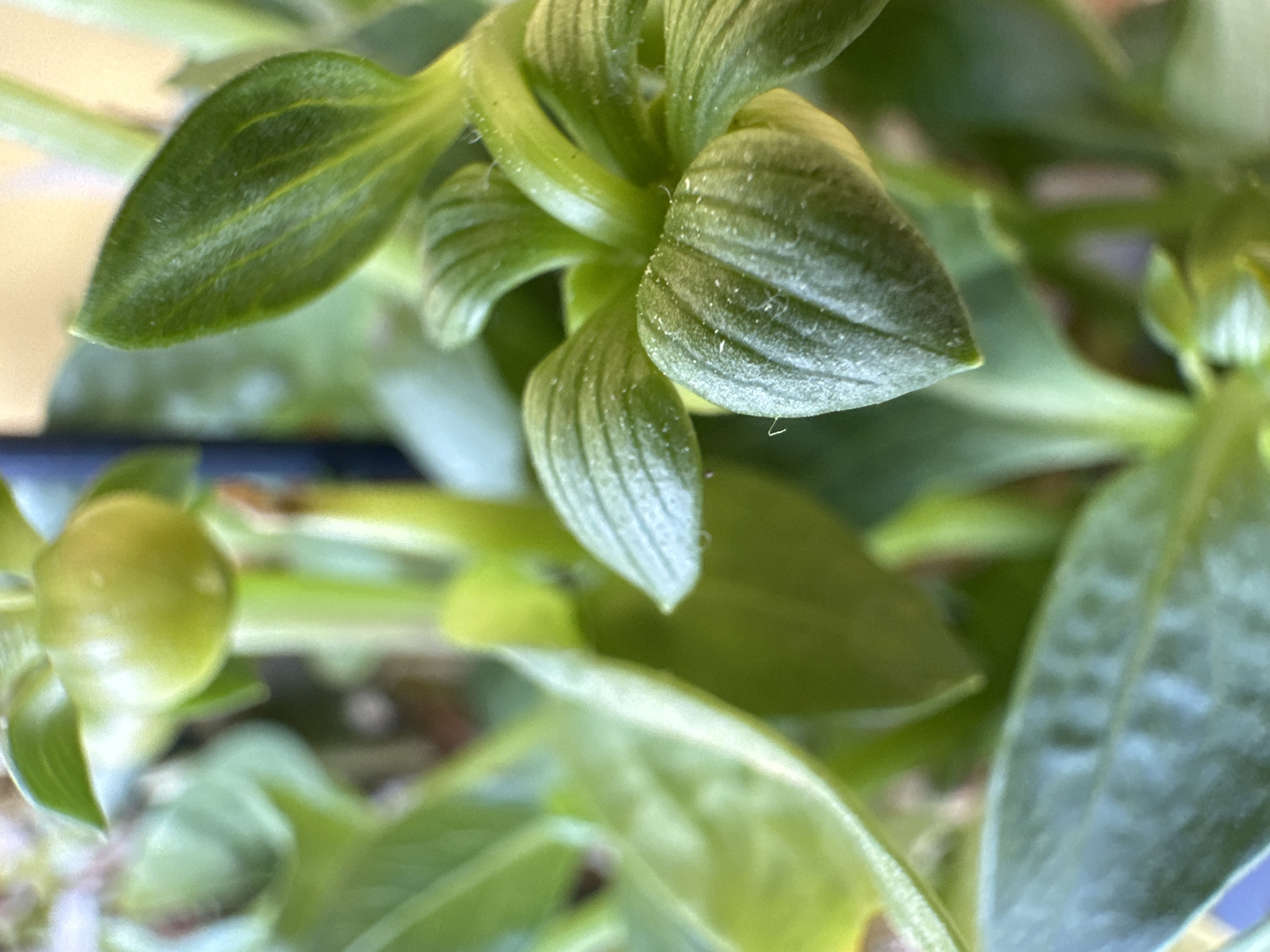 A close-up, eye-level shot focuses on the vibrant green leaves of a plant. The leaves are tightly clustered, some unfurling and others appearing as buds. The texture of the leaves is detailed, revealing fine lines and a slightly fuzzy surface. Dust particles are visible on some of the leaves, hinting at their environment. The background is softly blurred, with tones of yellow and green, suggesting natural light and an outdoor or well-lit indoor setting. A dark object, possibly a utensil or part of a gardening tool, is partially visible in the lower left corner, providing a slight contrast to the organic forms of the plant. The overall impression is one of natural beauty and intricate detail, captured in a moment of stillness. There is no visible text.