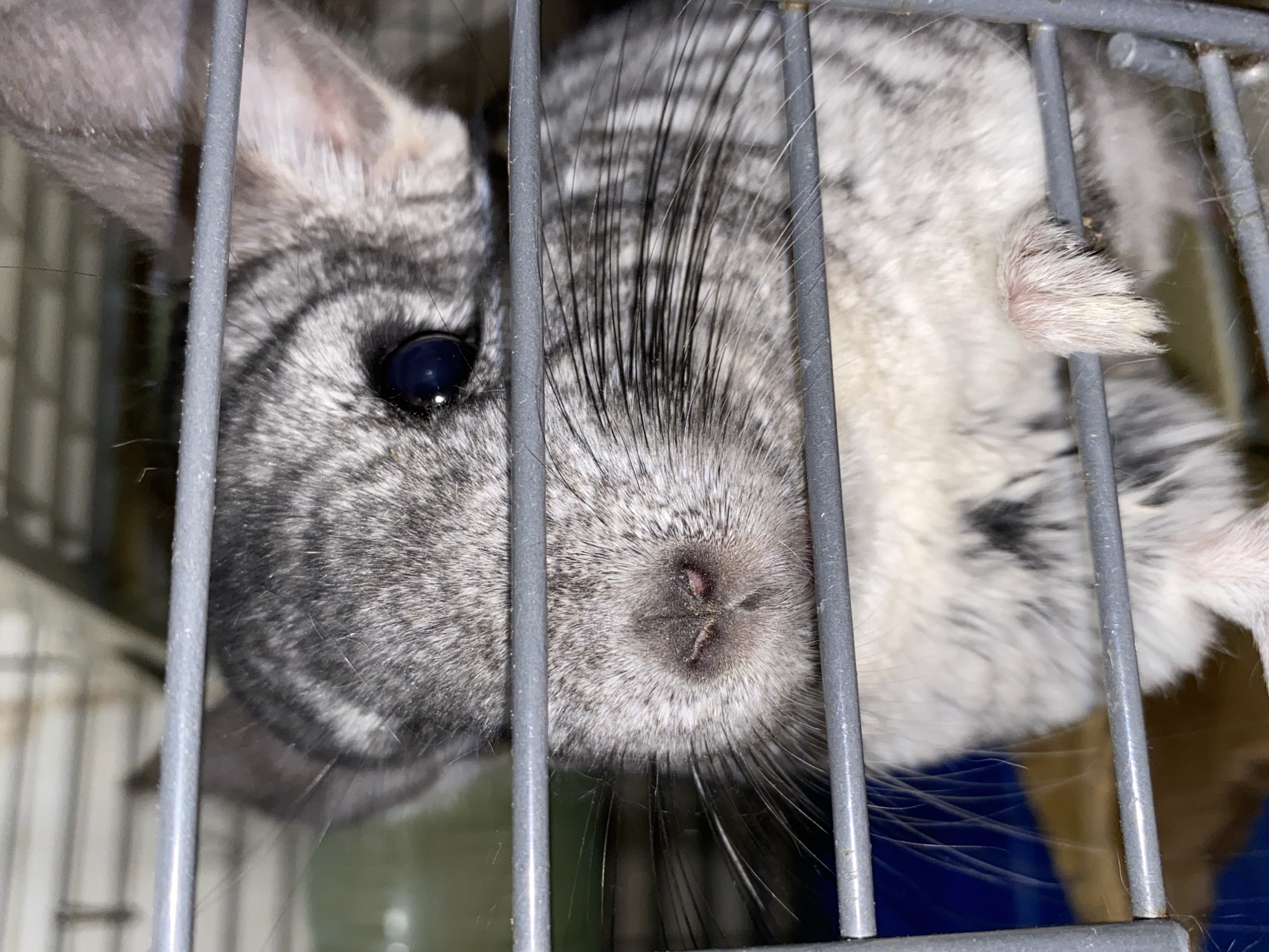 An eye-level, close-up shot captures a chinchilla inside its cage, pressing its face against the grey metal bars. The chinchilla, with its distinctive soft, mottled grey and white fur, appears to be hanging upside down or resting on its back. Its dark, reflective eye is prominent on the left side of its face. Long, black whiskers extend from its snout, which features a pinkish-brown nose with visible nostrils. A small, light pinkish ear is partially visible at the top left, while a tiny, furred paw extends from its body on the right side of the frame, gripping or resting on a cage bar. The background behind the chinchilla shows hints of a blue object, possibly part of its enclosure, suggesting an indoor setting. The animal appears calm, potentially observing its surroundings from within its habitat in Votkinsk, Russia. No text is visible in the image.