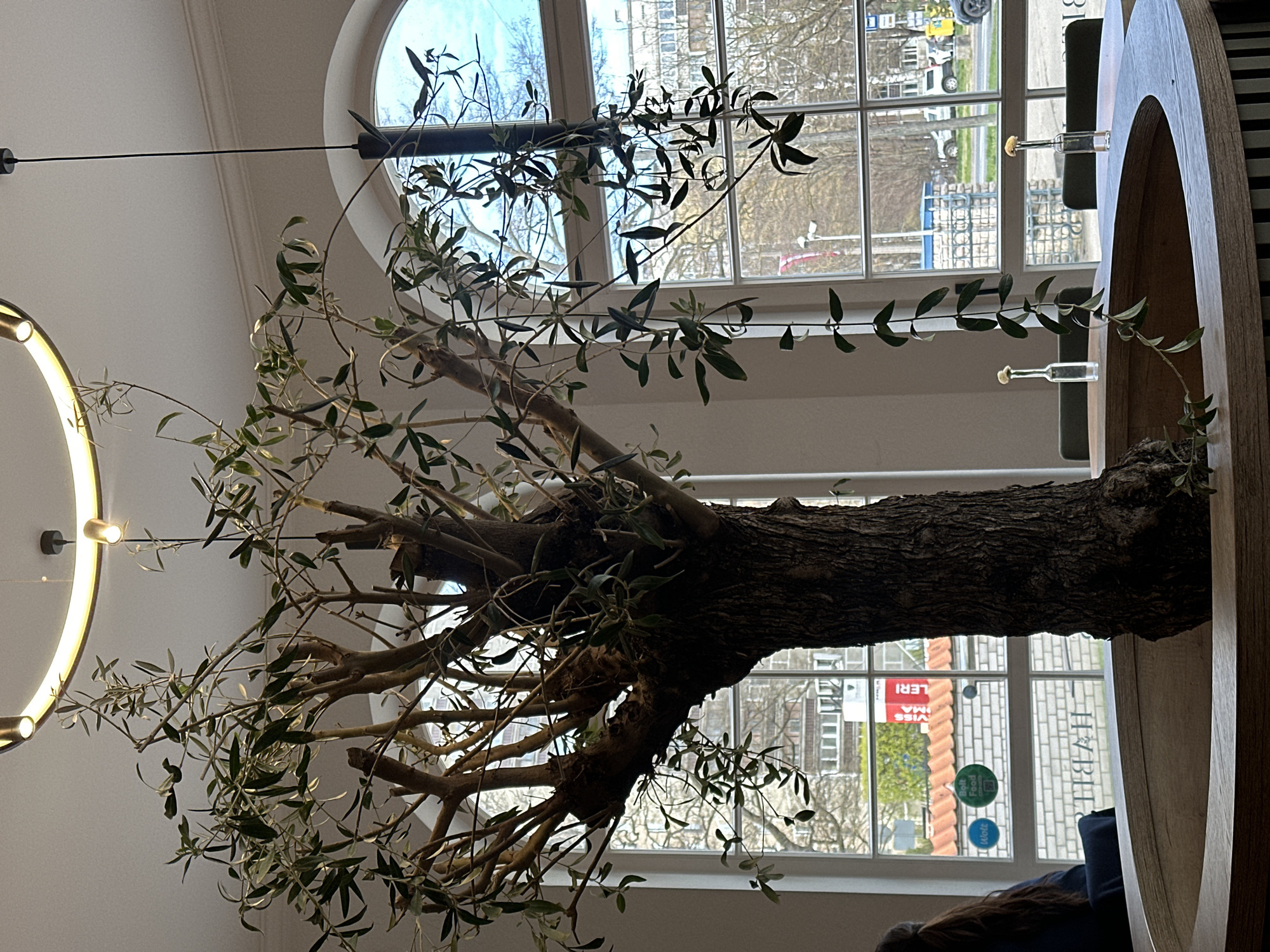 This image depicts a brightly lit indoor scene, likely a modern café or restaurant, featuring a prominent, large olive tree. The tree has a thick, textured trunk, from which numerous branches extend upwards, adorned with small, oblong green leaves, creating a natural and serene aesthetic.
To the right of the tree, large windows offer a clear view of the outside. The upper part of the image shows an arched-top window, while rectangular windows span the lower section. Through these windows, a street scene is visible, including buildings, bare trees suggesting a colder season, and glimpses of parked vehicles and distant structures. The bright natural light indicates it is daytime, likely a clear or sunny day given the blue sky visible through the windows.
On the left side of the room, a modern, circular light fixture with an illuminated golden ring hangs from the ceiling, casting a warm glow. A thin, dark rod or wire is also visible extending horizontally across the upper wall or ceiling.
To the far right, a stylish, light-colored wooden structure, possibly a booth or seating partition, features a distinctive curved opening. Two small, clear glass vials topped with fluffy white elements are placed decoratively on this structure. At the very bottom right, a person's head with dark hair is partially visible, obscured by the wooden partition.
Text visible on the window panes includes a mirrored "HABIT," two circular stickers reading "Holtz" (blue) and "Self-Food" (green), and part of a red sign outside displaying "Swiss," "Brot," and "ERI" (possibly part of "Bäckerei"). The overall ambiance is calm, inviting, and filled with natural light, complementing the organic feel provided by the olive tree.