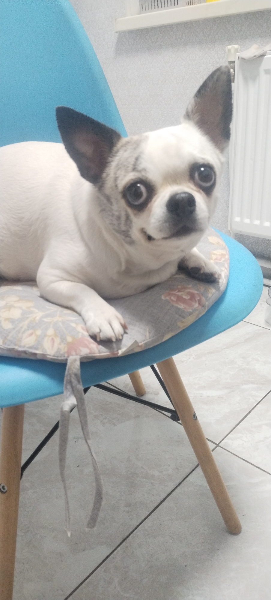 A light-colored dog with dark markings around its eyes and ears is lying on a floral-patterned cushion on a blue chair. The chair has wooden legs. The background shows a white wall with a radiator and a shelf. The floor is tiled. The image was taken in Pisochyn, Ukraine.