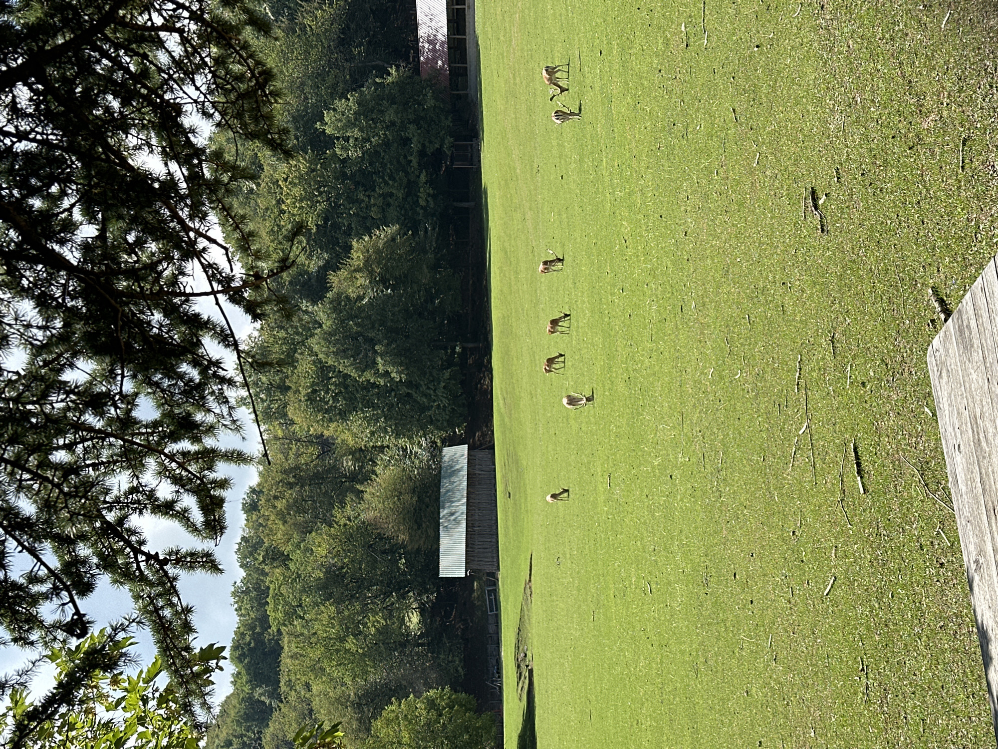 A herd of approximately eight deer graze in a large, grassy field. In the background, a wooden barn with a metal roof stands, and beyond that, a dense forest of green trees covers rolling hills. A portion of a wooden structure is visible in the foreground, partially obscuring the bottom of the frame. The sky above is a clear blue with some scattered clouds. The scene appears to be a rural or park-like setting.