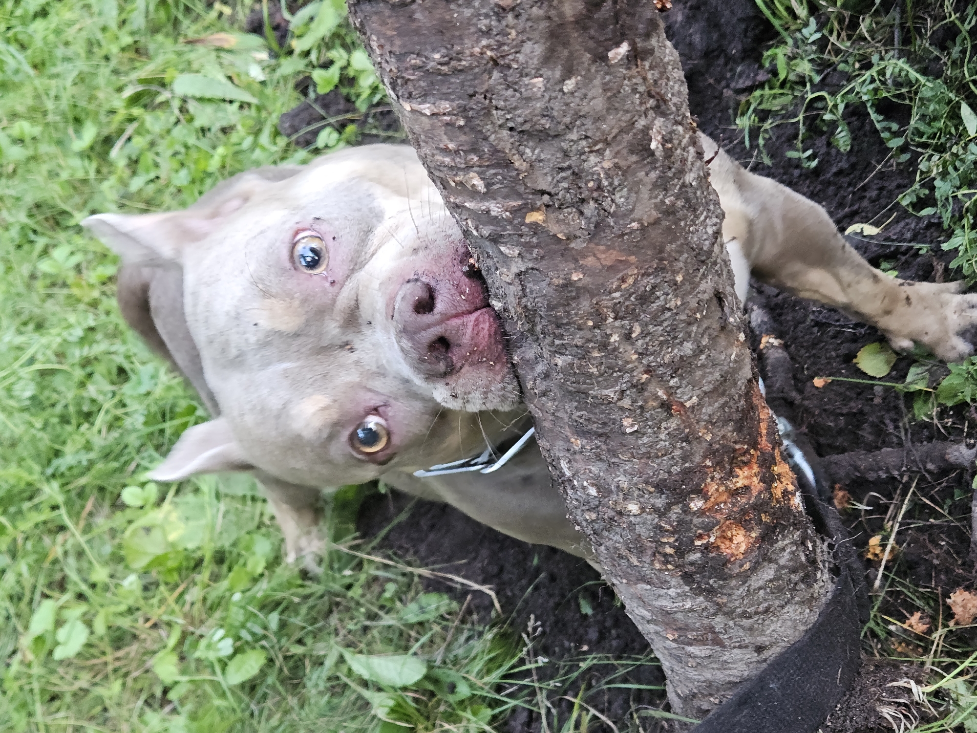 A close-up, eye-level shot captures a tan-colored dog, possibly an American Bully breed, with light brown eyes and a pinkish nose, playfully chewing on a thick, rough-barked tree branch. The dog's head is angled towards the viewer, with its ears perked up. A silver metal collar is visible around its neck. The scene is set outdoors amidst dark soil and green grass, suggesting a park or yard environment. The lighting is natural, casting subtle shadows. The exact location in the city of Ulyanovsk, Russia, cannot be determined from the image alone.