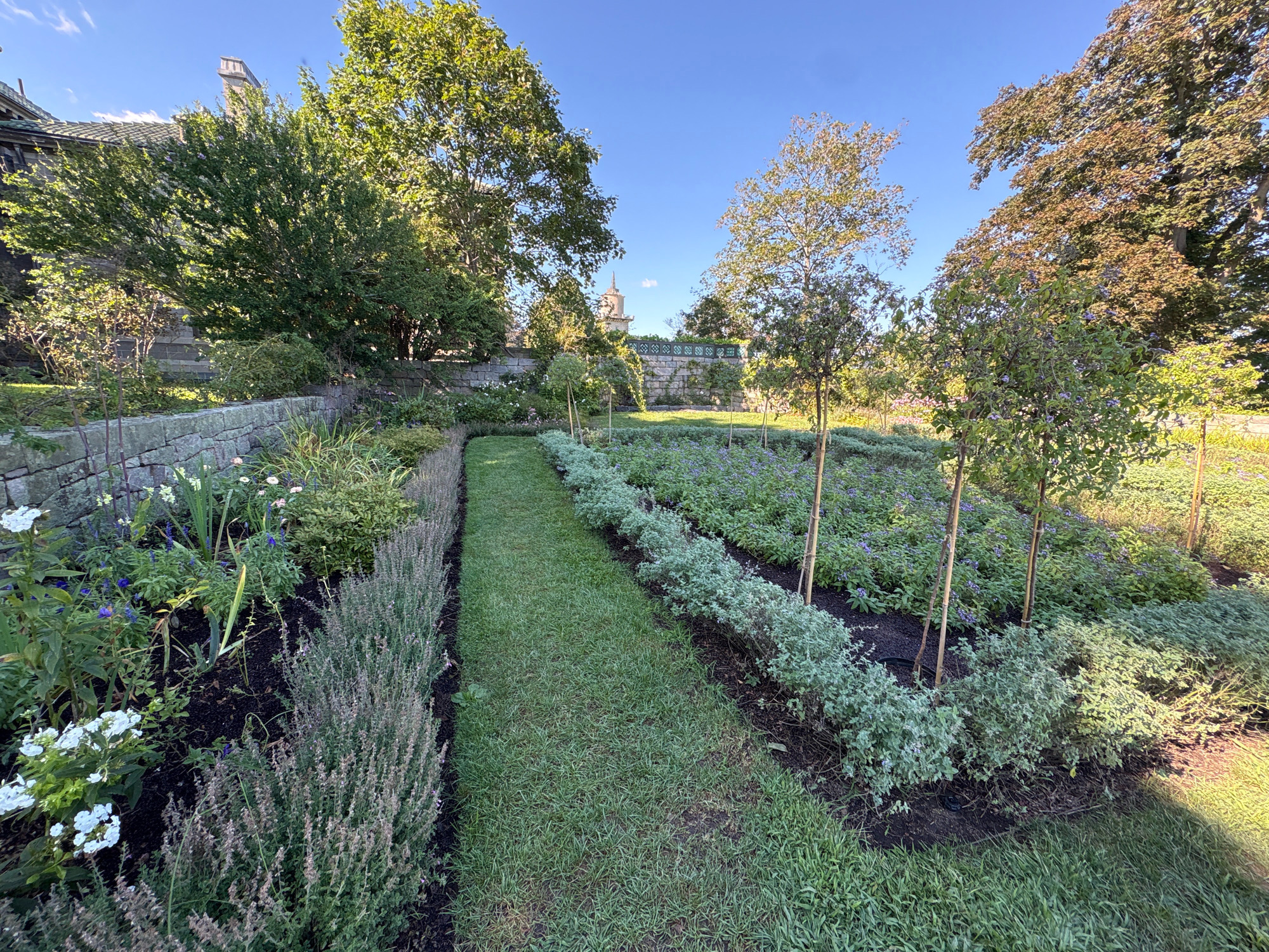 The image depicts a formal garden at Waterford Castle Resort, Waterford, United States of America. A neatly mown lawn path runs diagonally through the center of the frame, bordered on the left by a stone wall and a densely planted flowerbed featuring white and blue flowers, along with tall green foliage. On the right side of the path, a row of low-lying, silver-leafed bushes lines the lawn, transitioning into a larger planting of smaller trees with staked trunks, interspersed with ground cover featuring small purple flowers. In the background, a stone wall with a decorative green tile border runs horizontally, with a prominent clock tower or spire visible above it. Several mature trees with lush green and reddish-brown foliage frame the scene, and a section of a building with a dark tiled roof and a stone chimney is visible on the far left. The sky is clear and blue.