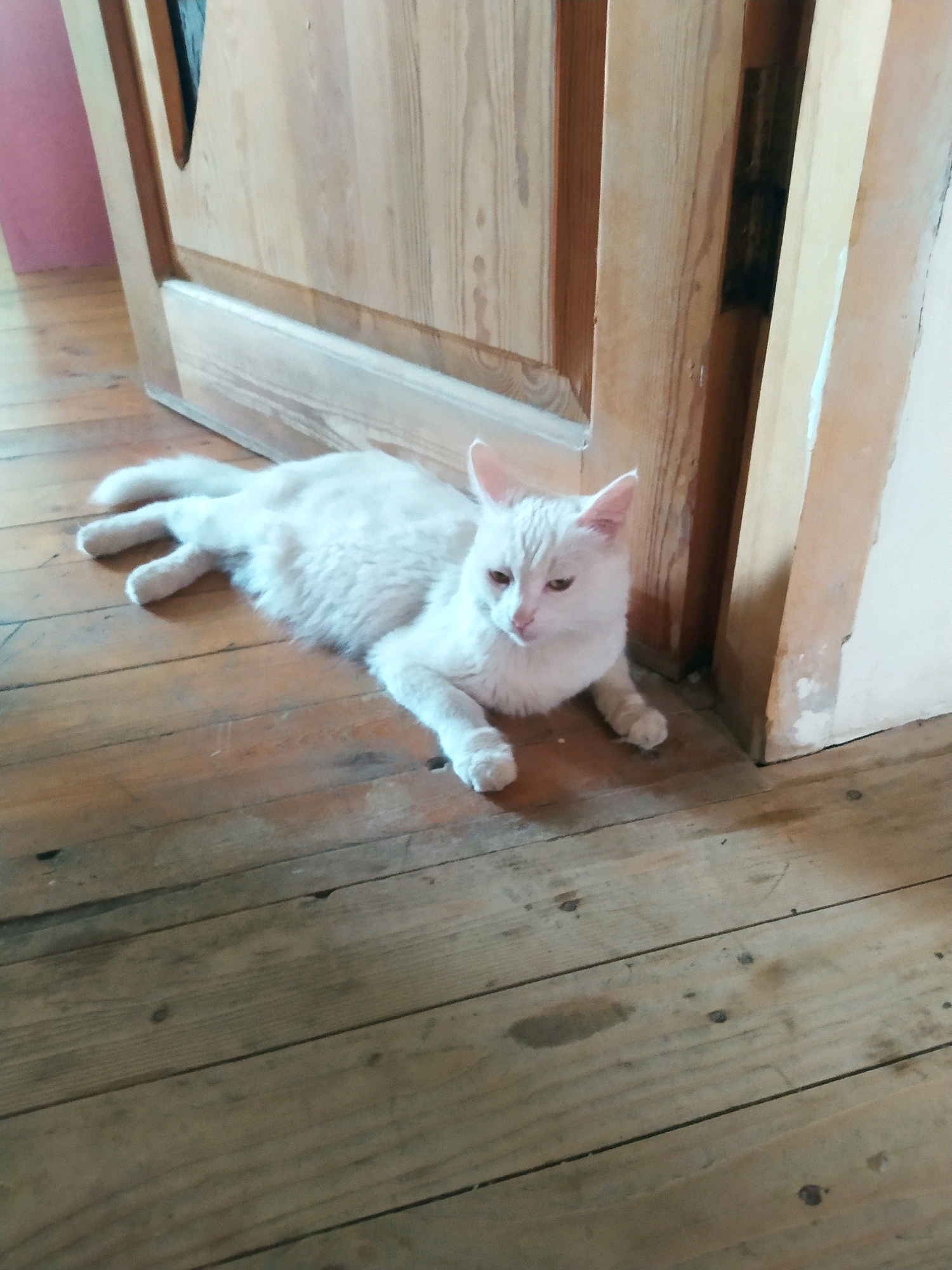 An adult, long-haired, white cat with pink ears is lying on its side on a wooden floor. The cat is facing left and its eyes are open and looking towards the viewer. The wooden floor is made of planks and appears to be aged. Behind the cat, there is a wooden doorframe, also made of planks, and a wall painted a light cream color. The scene is lit by natural light, creating soft shadows. There is no indication of the specific location within Khazar Raion, Azerbaijan.