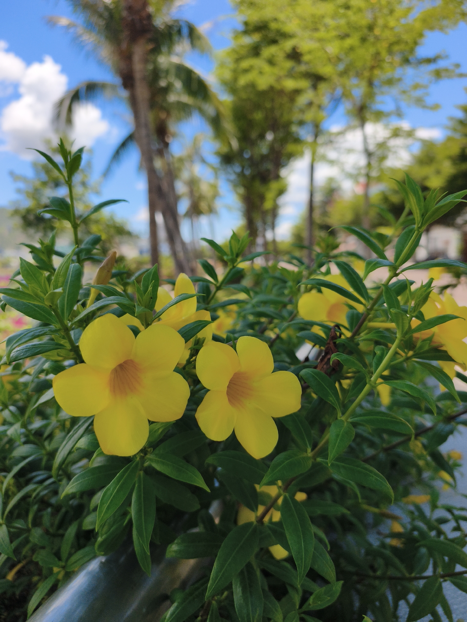A close-up shot focuses on vibrant yellow flowers with five petals and a darker orange center, nestled among lush green foliage. The flowers appear to be Allamanda cathartica, commonly known as golden trumpet or yellow allamanda, often found in tropical and subtropical regions. In the background, out of focus, are elements suggesting an urban park or street-side planting in Quy Nhon, Vietnam. This includes the blurred shapes of palm trees with their characteristic fronds and other trees with dense green canopies, all set against a bright blue sky dotted with white clouds. The overall impression is one of a sunny day in a tropical locale. The perspective is low, looking up at the flowers and trees.