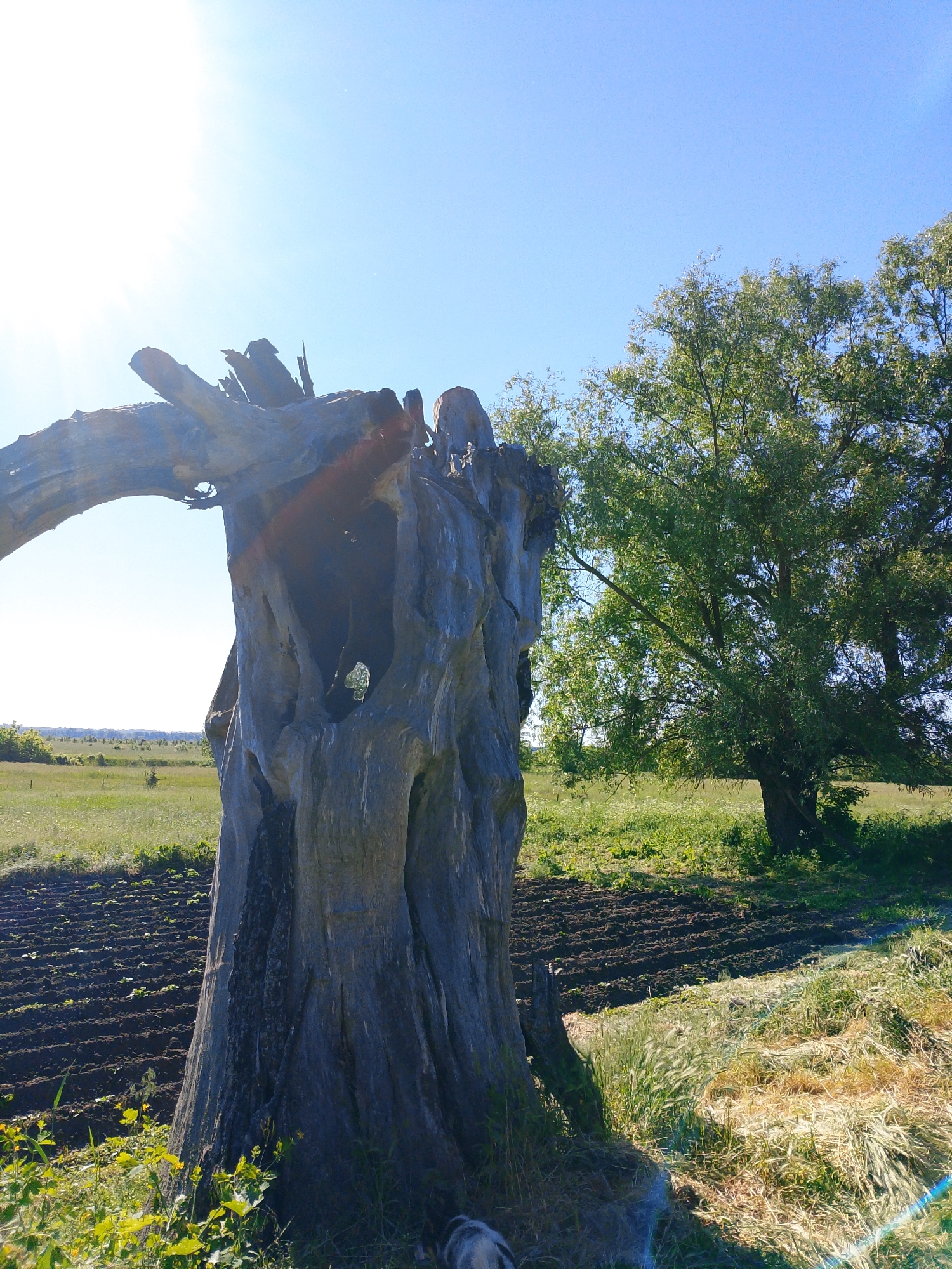 A striking, weathered tree stump or massive piece of driftwood dominates the foreground, positioned slightly to the left of the center. This ancient-looking wood is a gnarled, greyish-brown, hollowed-out structure, featuring a distinctive arching section on its left side and a cavernous opening in its center through which the distant landscape is visible. Its textured surface suggests a long exposure to the elements.
To the right of the stump, a vibrant green tree stands tall with a full canopy of leaves. The background consists of an expansive open field under a clear, bright blue sky. On the left side of the frame, part of the field shows neatly tilled, dark brown earth in rows, indicating cultivation. Towards the right, the ground is covered in green and golden grasses.
A bright sun flare emanates from the upper left corner of the image, indicating a sunny day, likely around midday or early afternoon given the intensity of the light. At the very bottom center, partially obscured by grass and the base of the stump, a small, light-colored animal, possibly a dog, is visible. The scene evokes a sense of peaceful rural life and the enduring beauty of nature. There is no visible text.