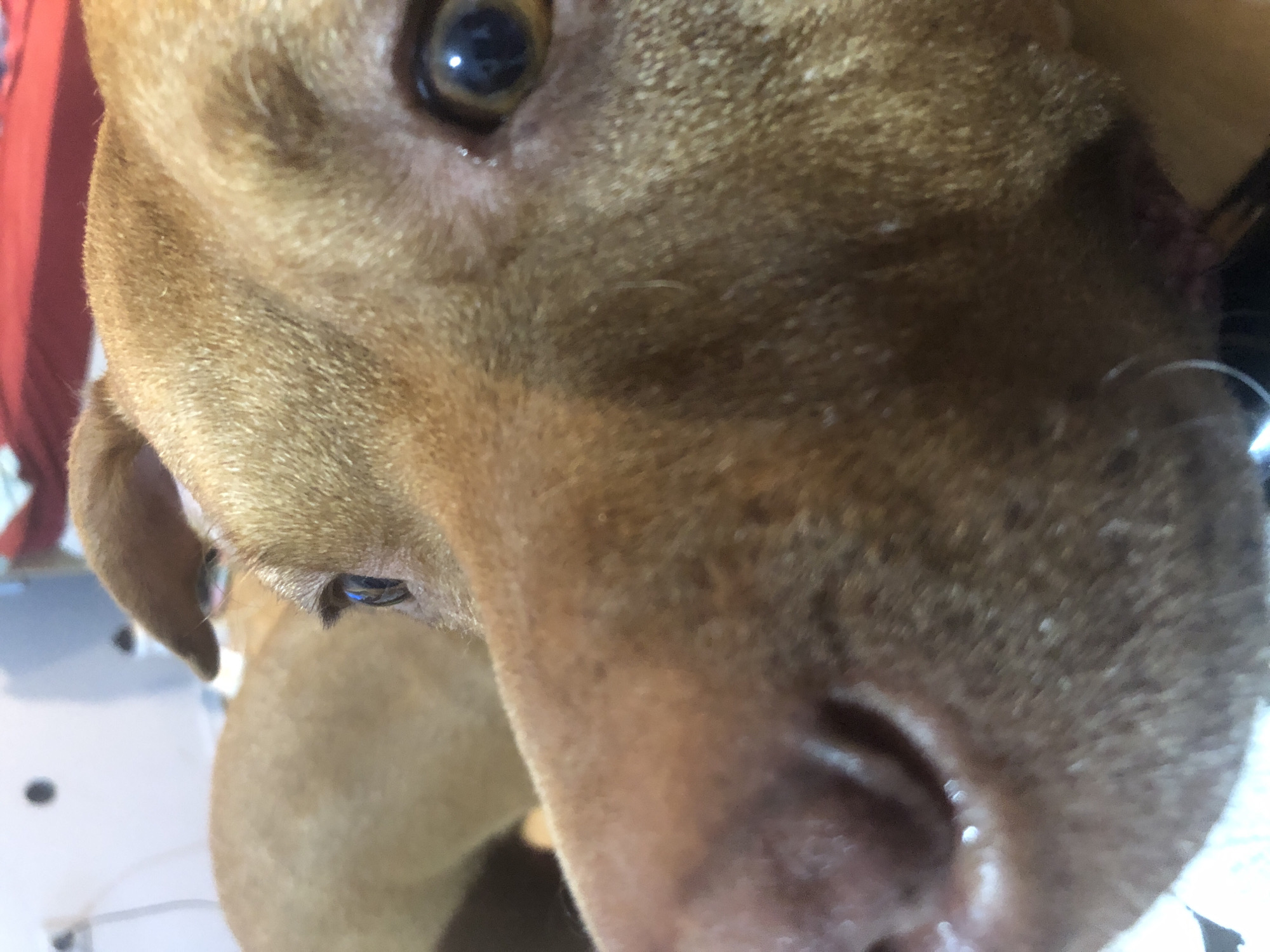 A close-up, eye-level shot features the head of a tan-colored dog. The dog's snout fills the foreground, with its wet nose and mouth visible. The dog's right eye is also prominently displayed, reflecting a bright light source. In the background, a portion of the dog's body is visible, along with hints of a blurred indoor environment that includes a red-colored surface, possibly a piece of furniture, and a light-colored wall with dark circular accents. The scene is not identifiable as being in Sofia, Bulgaria.