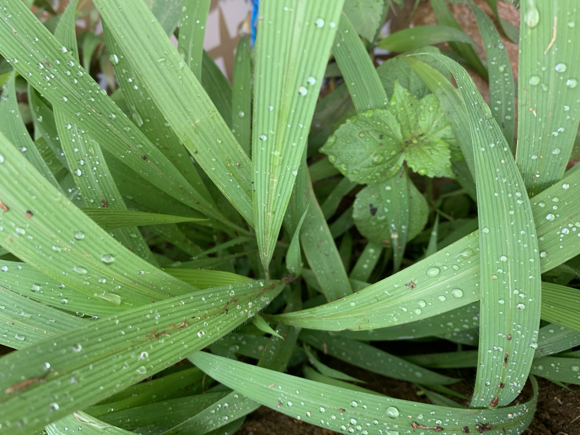 The image shows a close-up view of green grass blades covered in water droplets. A small, green, leafy plant is visible among the grass. The background consists of soil and some indistinct vegetation. The image does not provide sufficient details to determine the location in Rafin Par, Nigeria, or to identify any people, actions, or interactions.