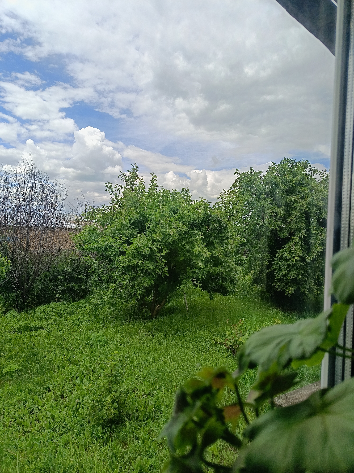 The image captures a view from a window overlooking a green, overgrown yard with several trees and a cloudy sky. In the foreground, on the right, the edge of a window frame is visible, with some out-of-focus green leaves obscuring part of the view. The yard is filled with lush green grass and various bushes and trees. One prominent tree in the center is full of green leaves, and to its left, a bare, thorny tree stands. Further in the background, more dense foliage is visible. The sky above is a mix of blue and white, with large, puffy clouds. The scene appears to be in a rural or suburban setting. There are no people or specific actions depicted in the image. The location in the city of Каменное, Russia, is suggested by the provided information, but there are no visual cues within the image itself to confirm this specific location.
