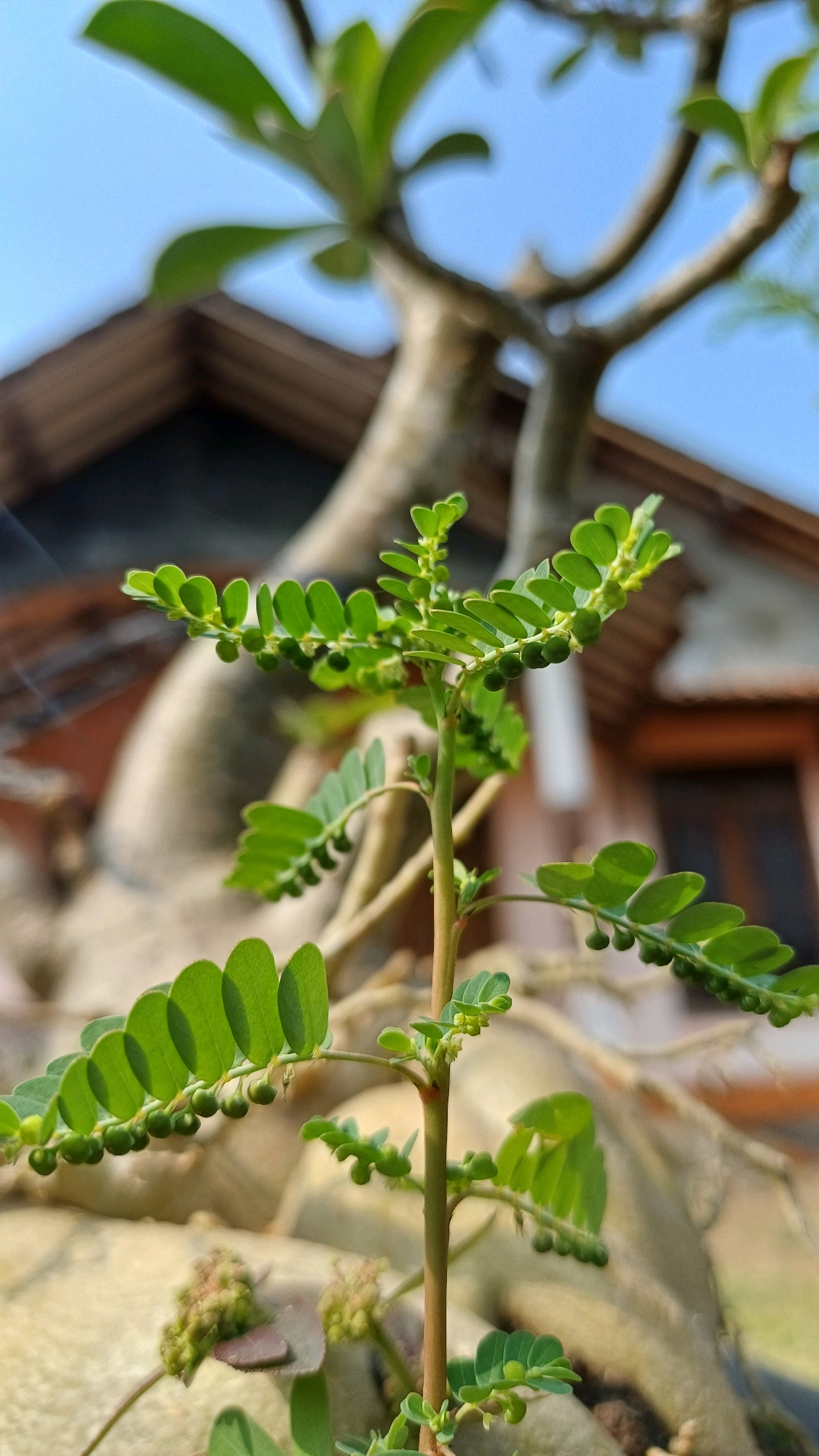 A close-up, eye-level shot focuses on a small, green plant with compound leaves and tiny, spherical seed pods. The plant's stem is thin and reddish-brown. The background is out of focus, showing the blurred shapes of larger plants, possibly a tree with a thick trunk and branches, and a section of a building with a brown, sloped roof. A bright blue sky is visible above. The scene appears to be outdoors, likely in a garden or yard. The image was taken in Wonokerso, Indonesia, judging by the metadata.