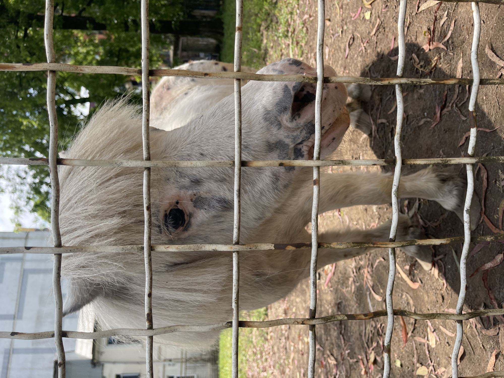 A close-up, eye-level, outdoor shot features a light-colored pony behind a white metal fence. The pony has a shaggy mane and visible dark speckles on its face and muzzle. Its left eye is dark and open. The ground around the pony is dirt with scattered dried leaves. In the background, blurred trees and buildings are visible. This scene appears to be within the Batumi Botanical Garden in Batumi, Georgia, a common location for such enclosures.